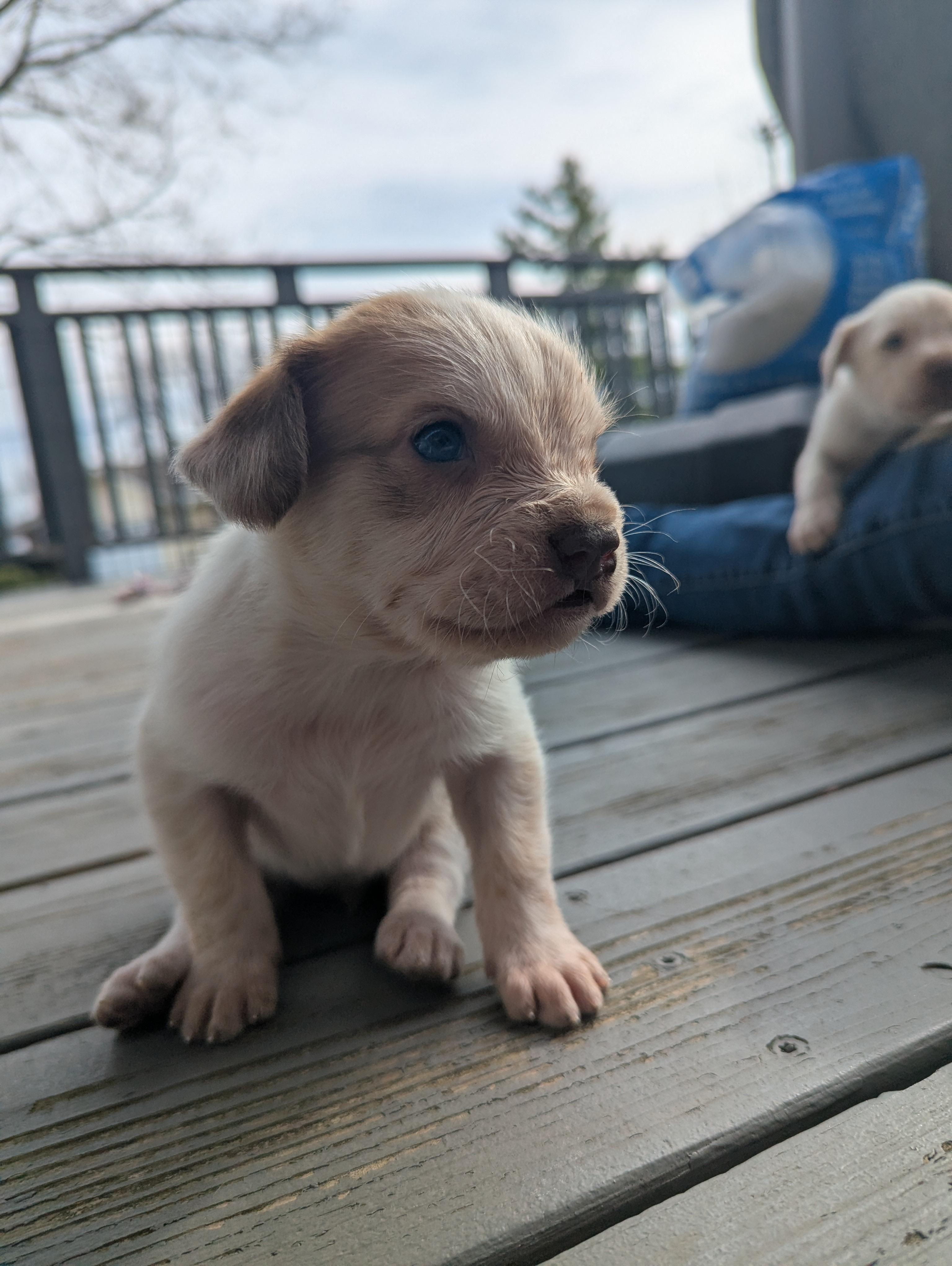 Kola, a ADOPTABLE mixed breed in Hoffman Estates, IL image 3/6