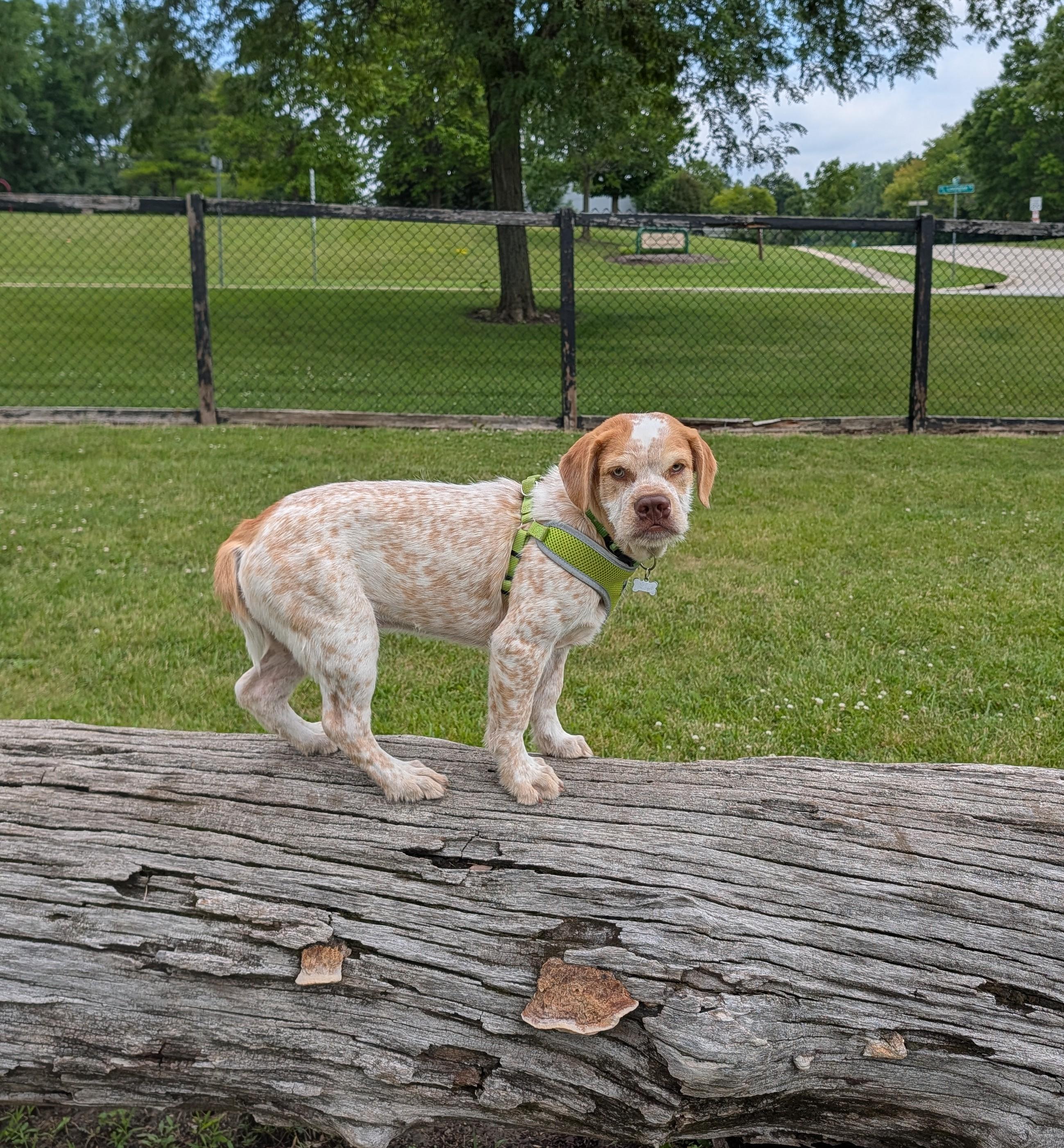 Kola, Adoptable, Puppy Male Spaniel & Australian Cattle Dog / Blue Heeler.