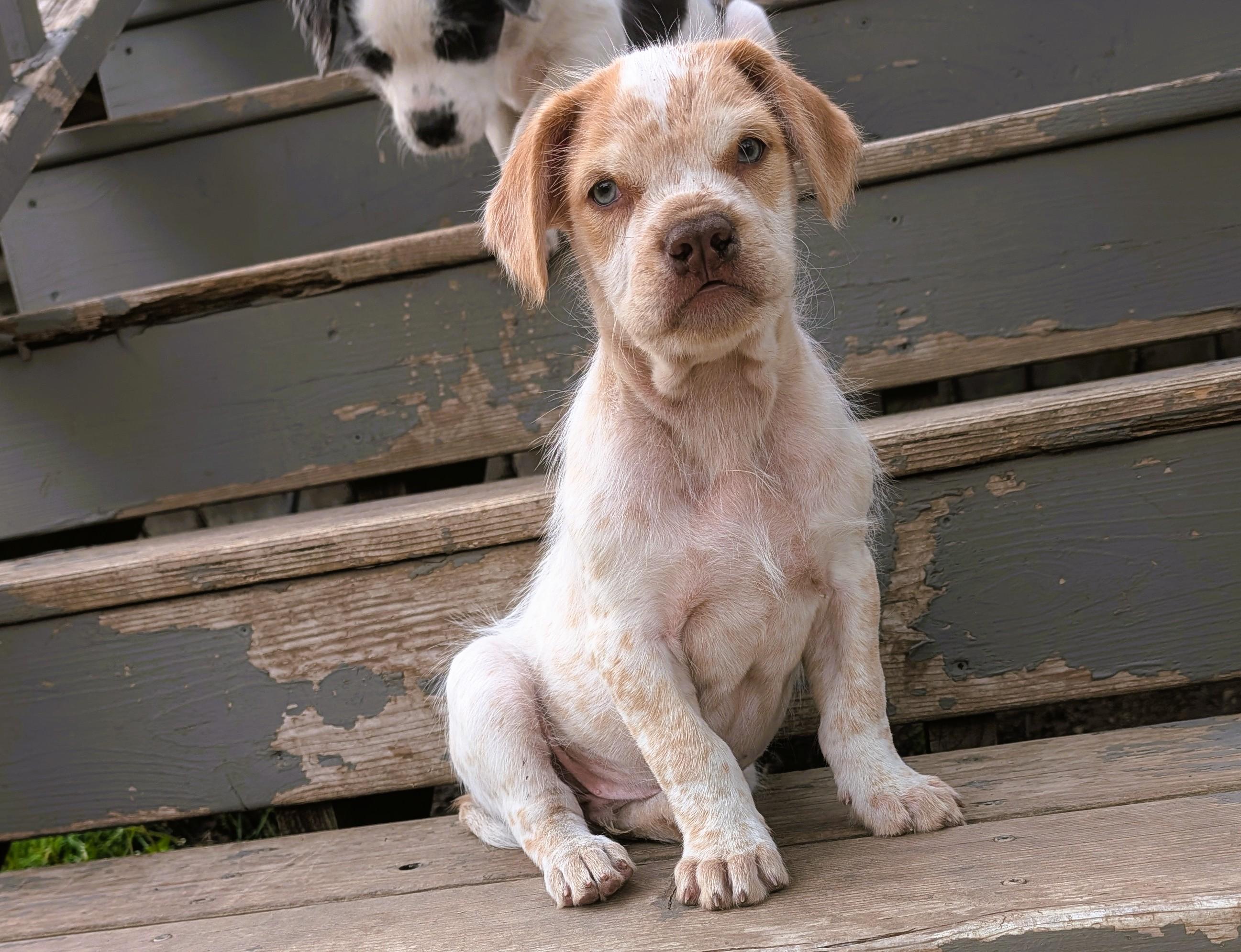 Kola, a ADOPTABLE mixed breed in Hoffman Estates, IL image 6/6