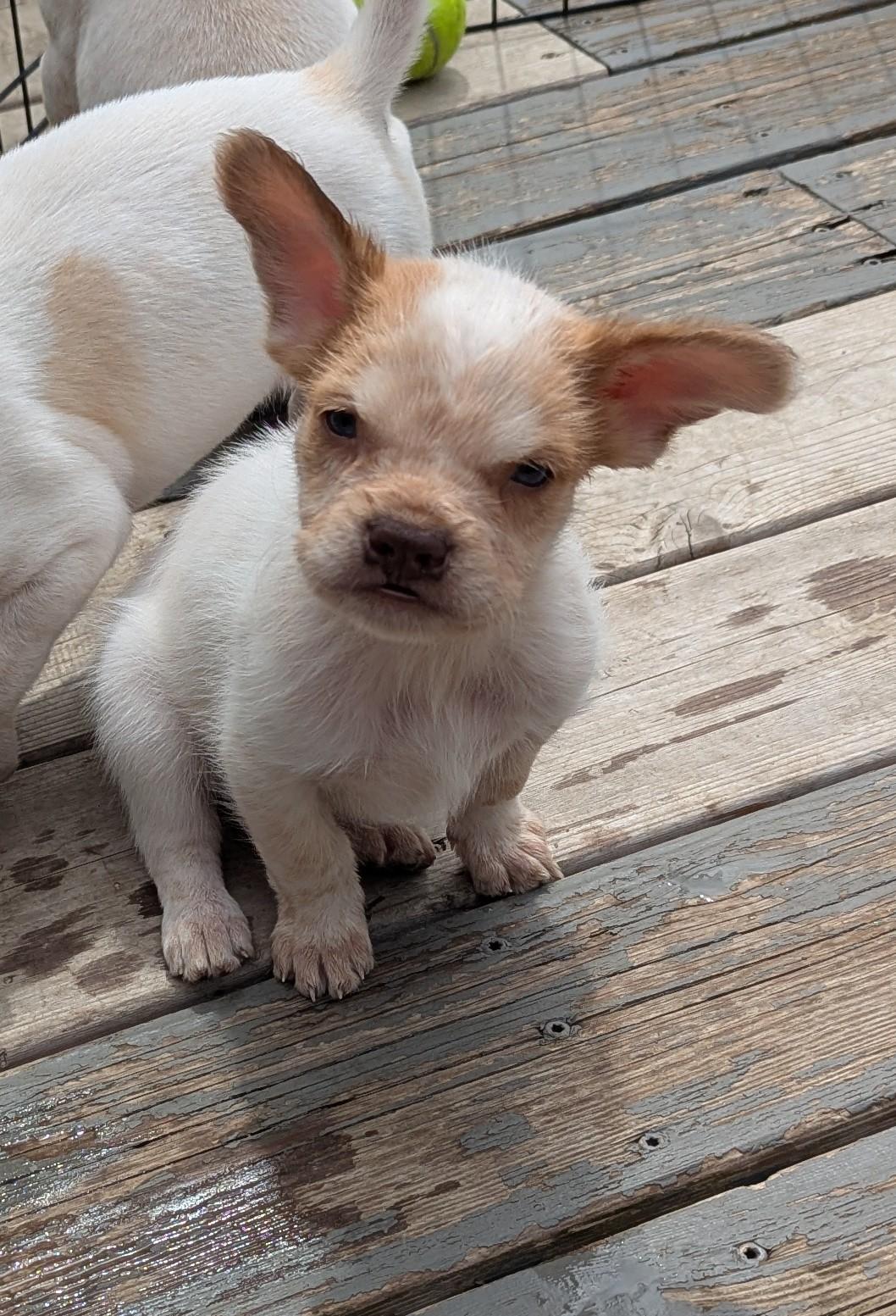 Kola, a ADOPTABLE mixed breed in Hoffman Estates, IL image 4/6