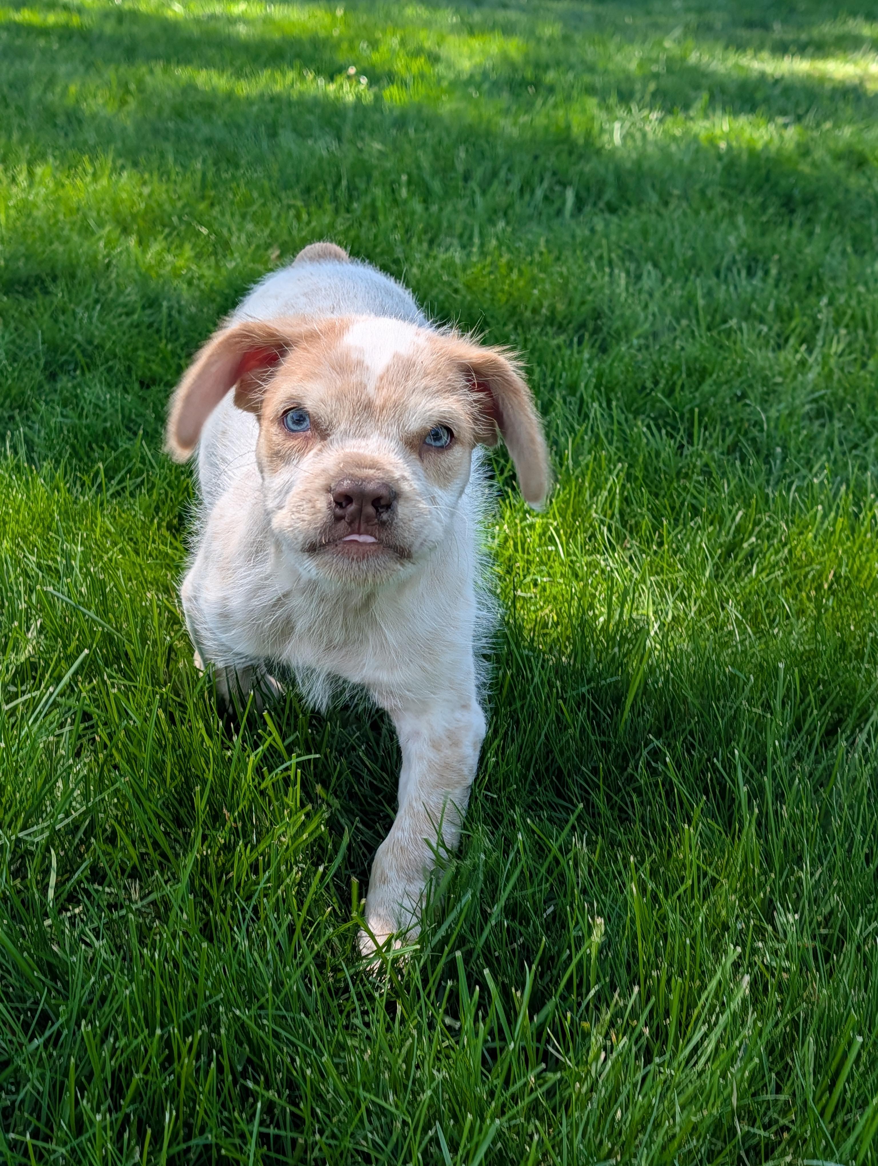 Kola, a ADOPTABLE mixed breed in Hoffman Estates, IL image 1/6