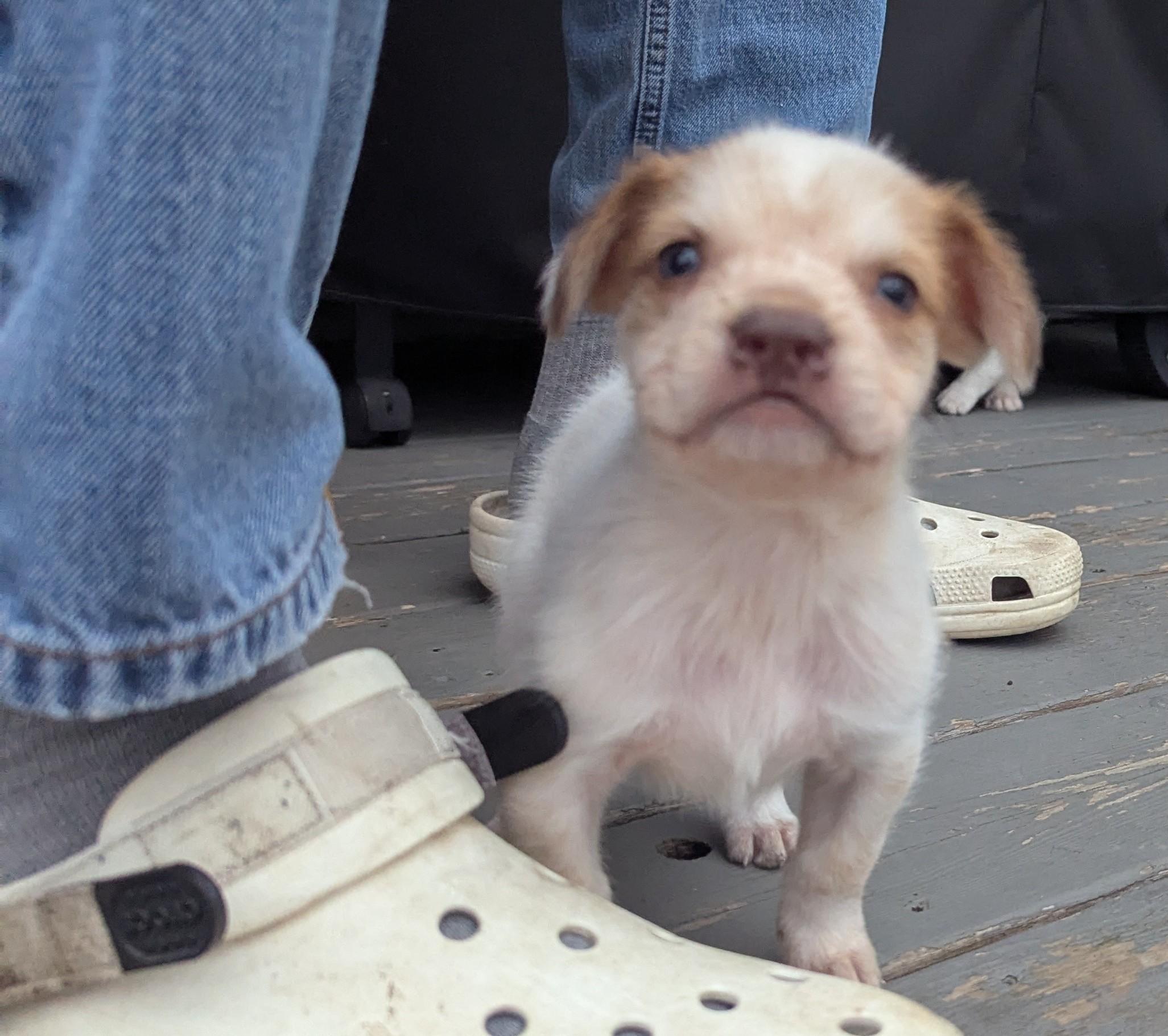 Kola, a ADOPTABLE mixed breed in Hoffman Estates, IL image 2/6
