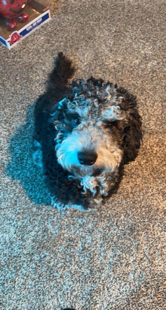 Prince, an adoptable Goldendoodle in Plano, TX, 75025 | Photo Image 2