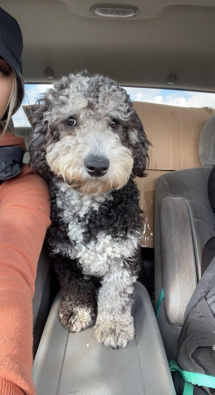 Prince, an adoptable Goldendoodle in Plano, TX, 75025 | Photo Image 1