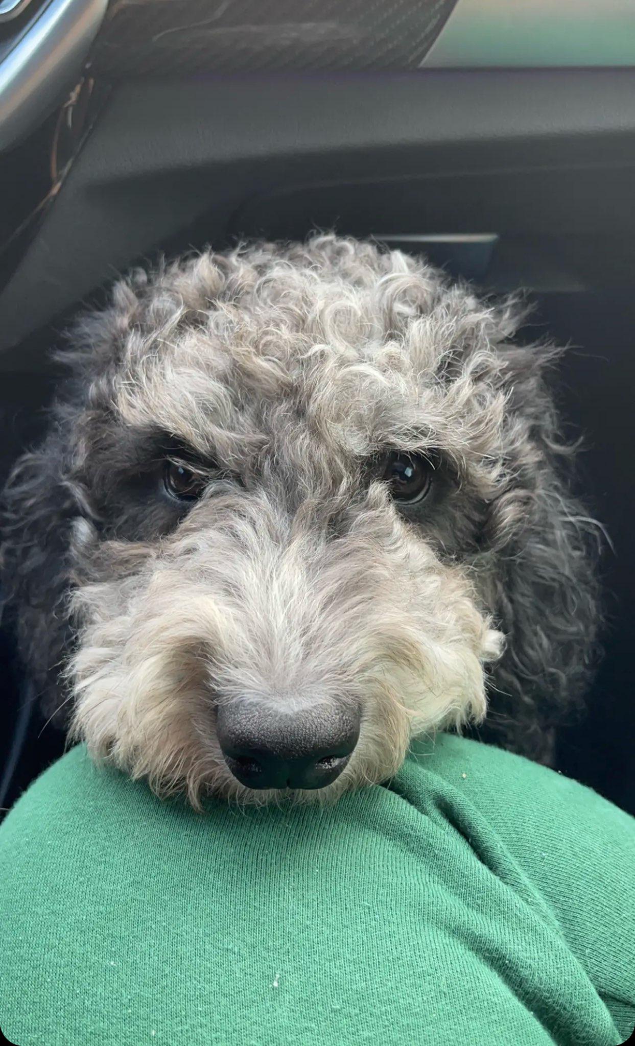 Prince, an adoptable Goldendoodle in Plano, TX, 75025 | Photo Image 3