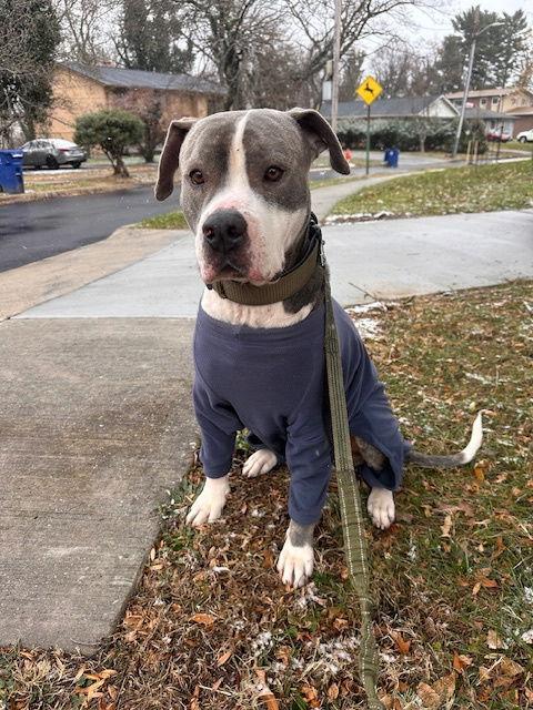 Sparky, a Adoptable mixed breed in Baltimore, MD image 1/3