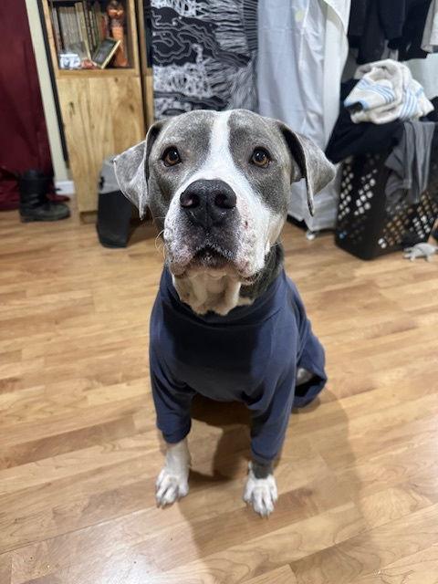 Sparky, a Adoptable mixed breed in Baltimore, MD image 2/3