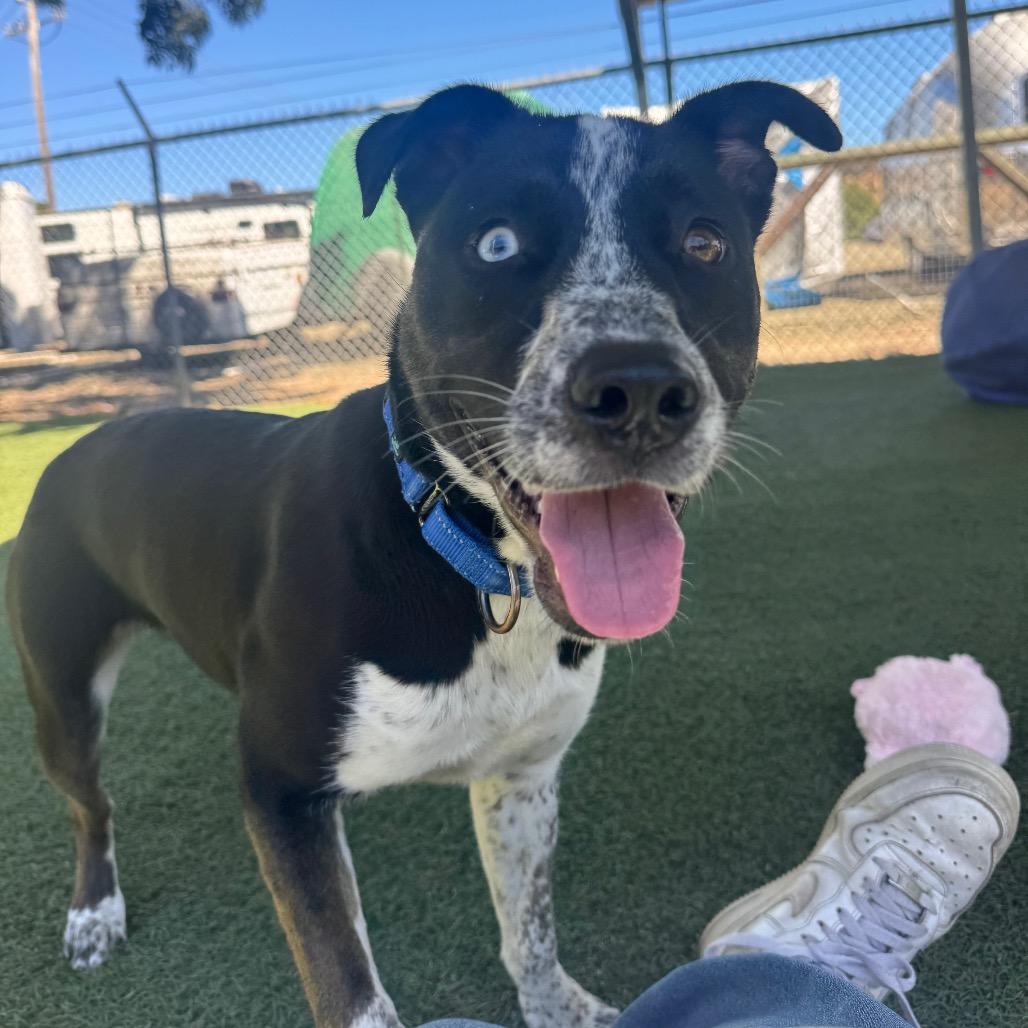 Eggnog, Adoptable, Young Female Pit Bull Terrier.