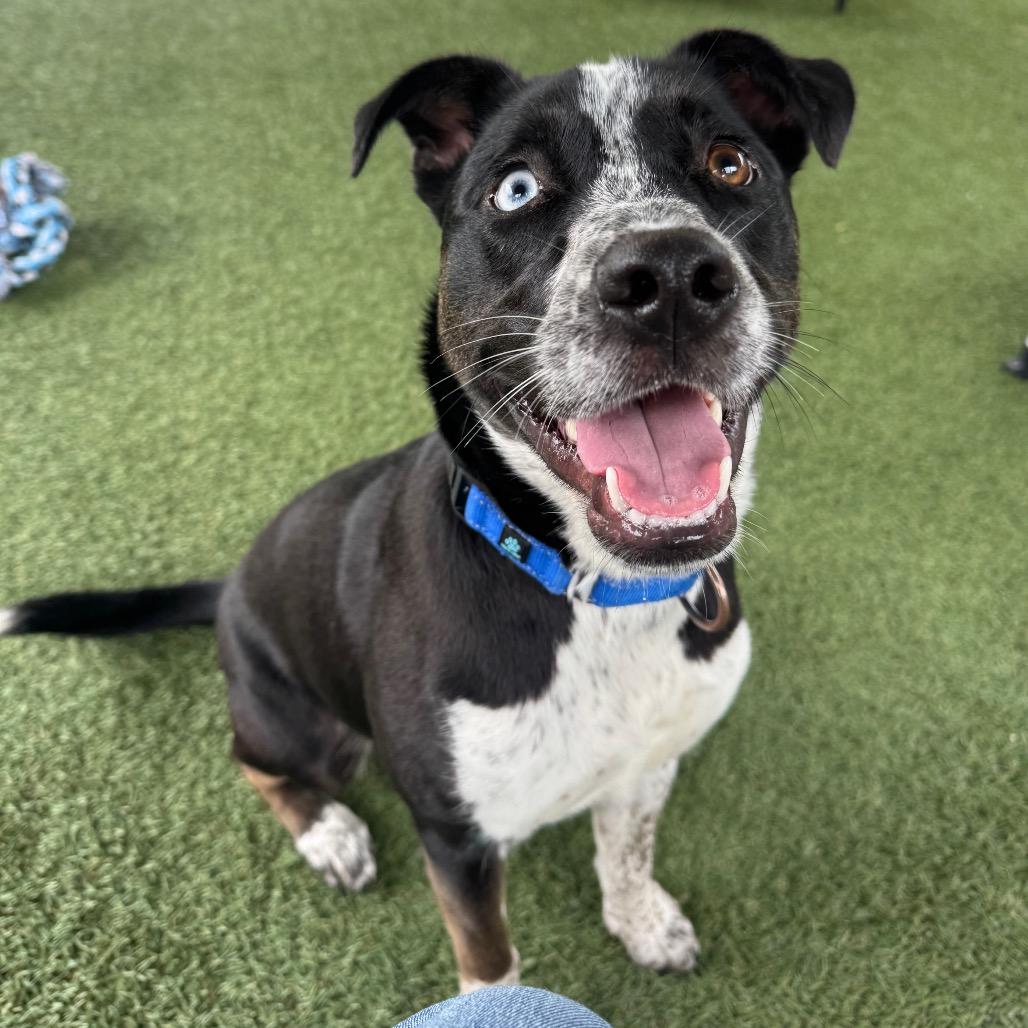 Eggnog, a Adoptable Pit Bull Terrier in Buellton, CA image 6/6