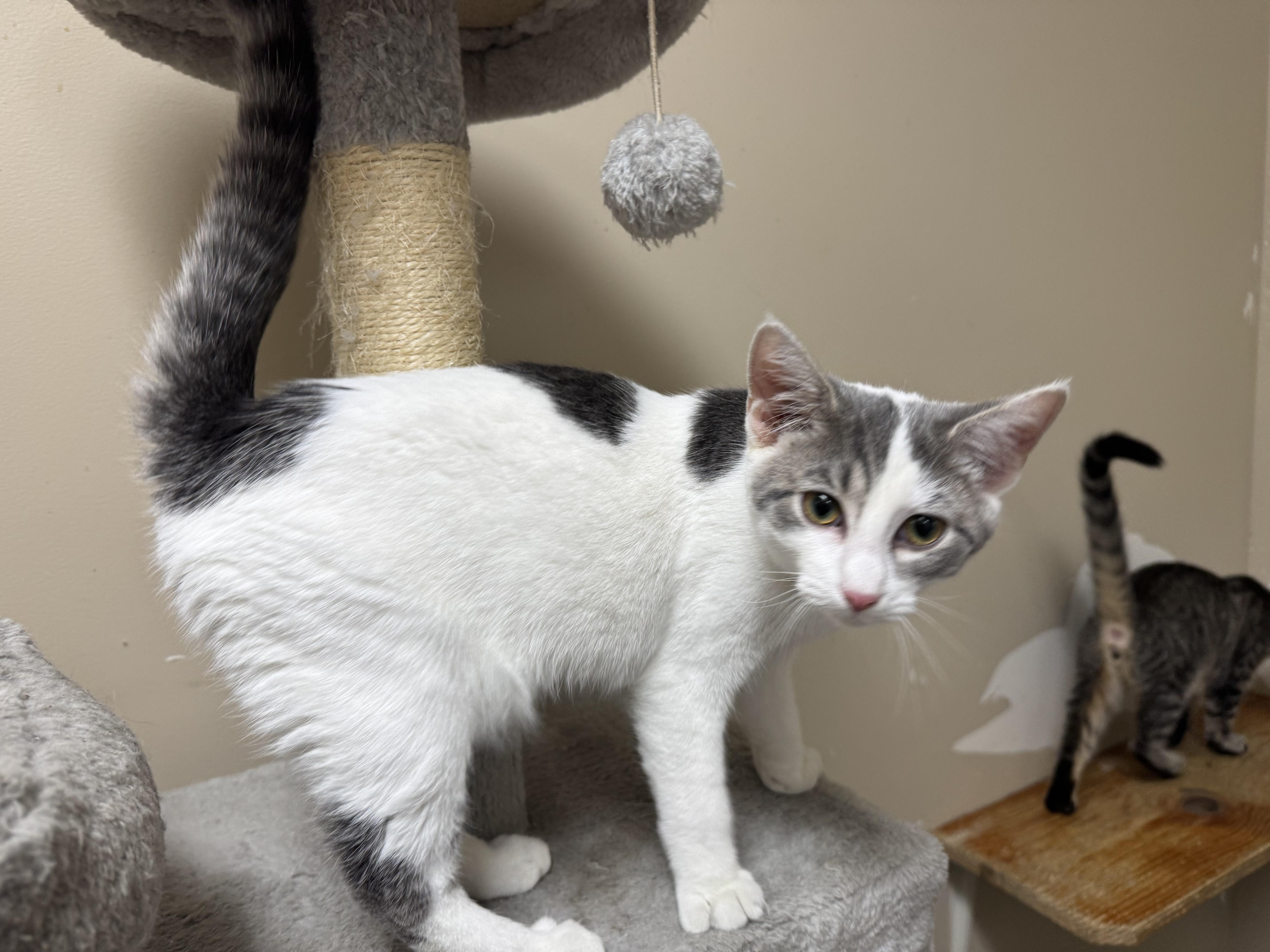 Sadi, a Adoptable Domestic Short Hair in Logan, OH image 1/2