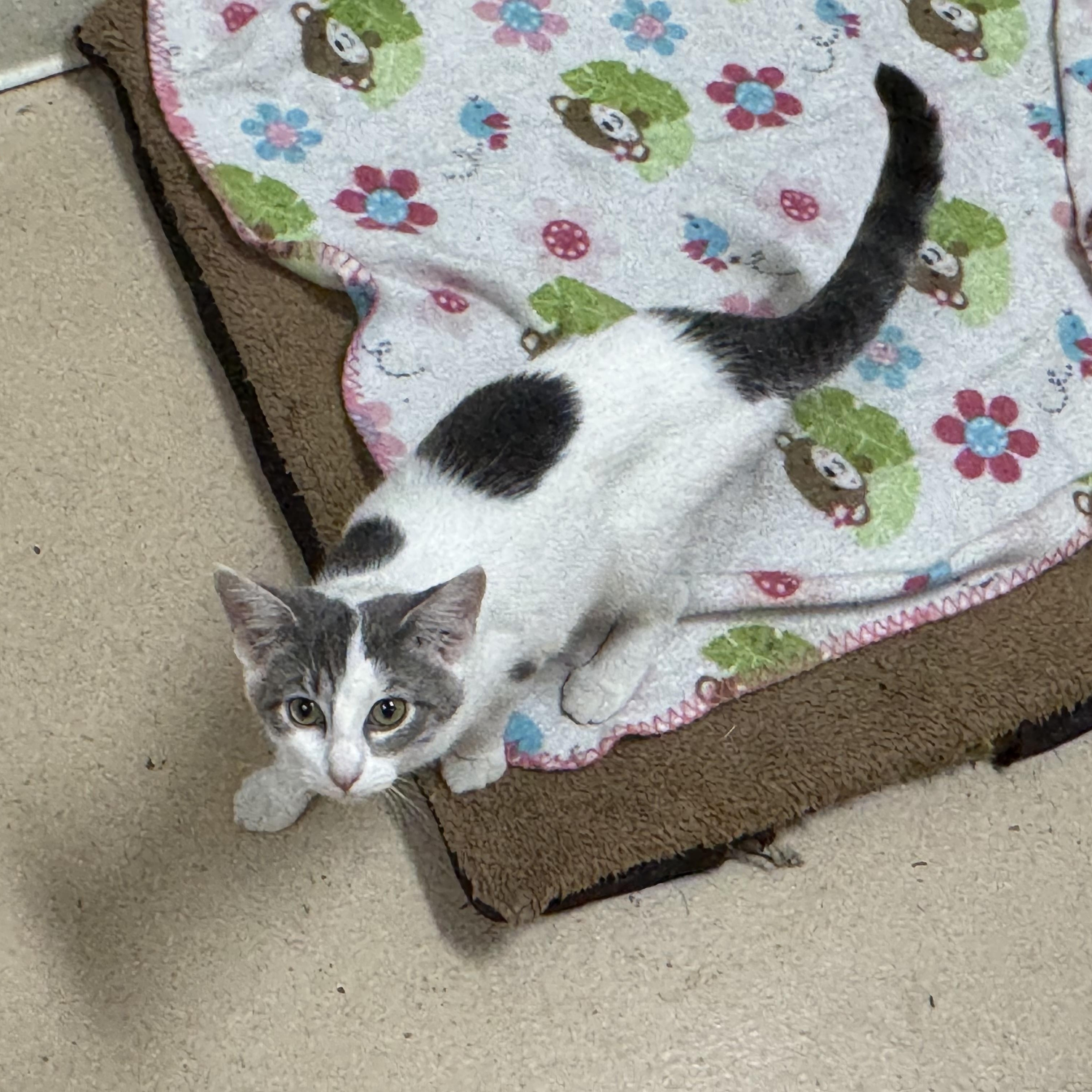 Sadi, Adoptable, Young Female Domestic Short Hair.