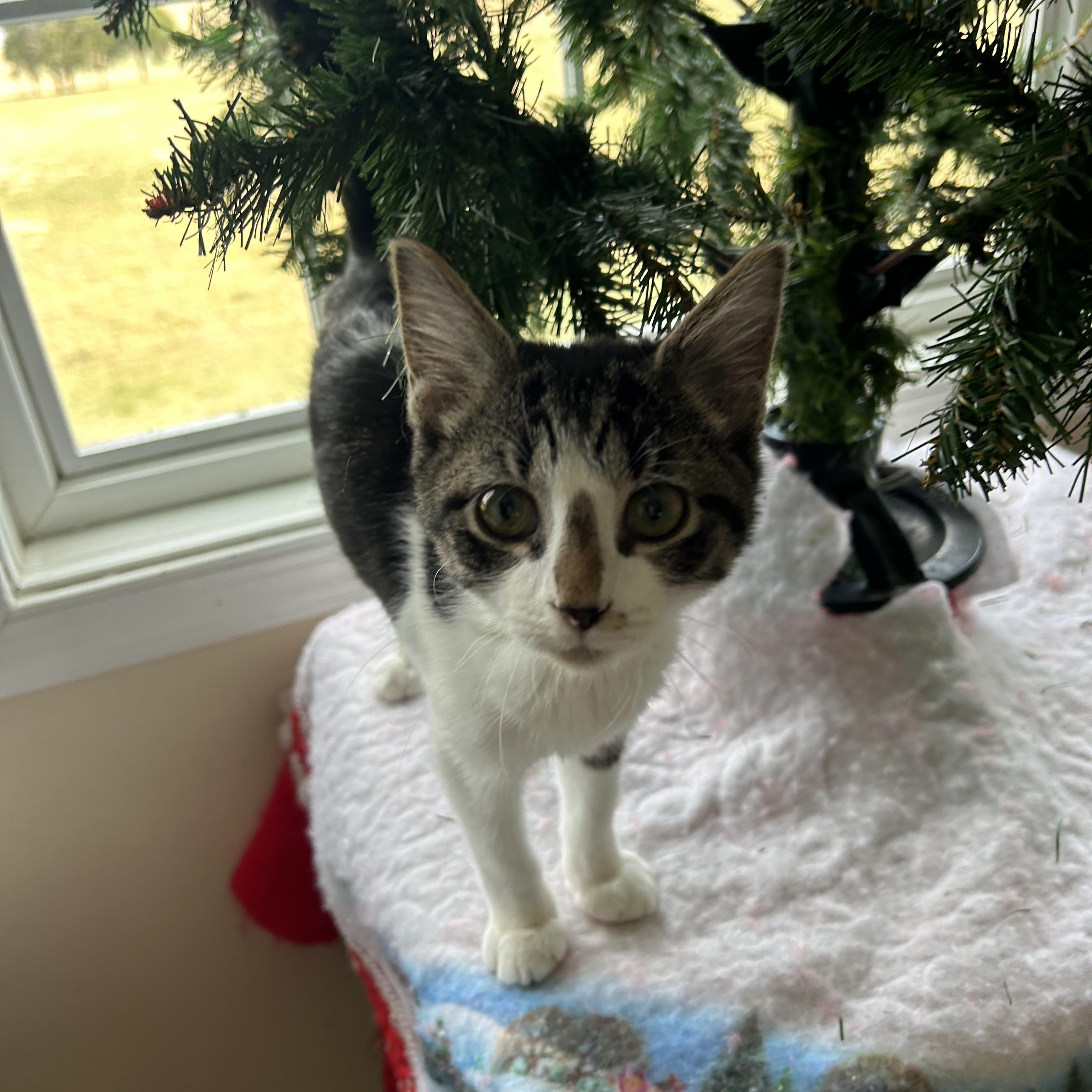 Tommy, an adopted Domestic Short Hair in Fort Oglethorpe, GA image 4/5