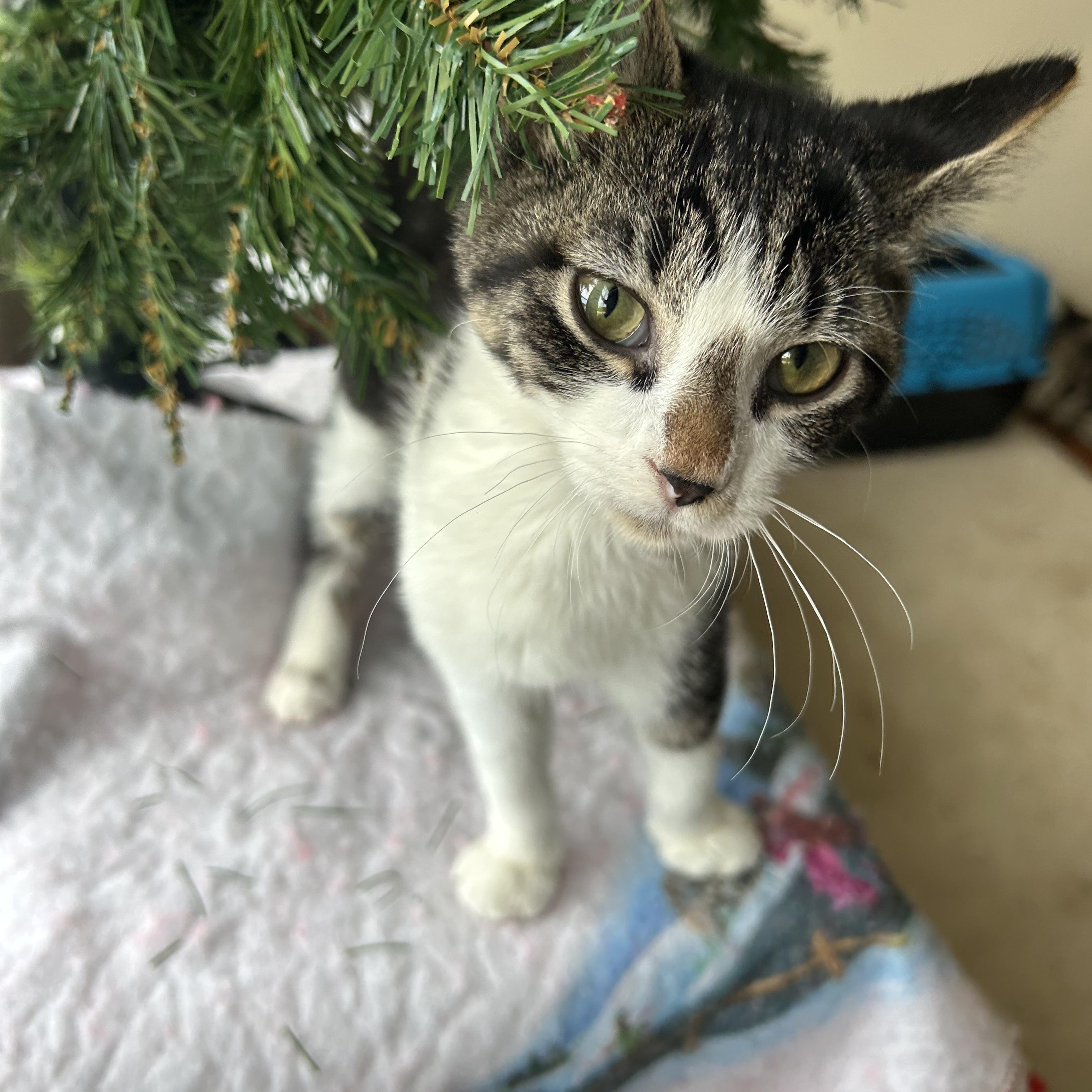 Tommy, an adopted Domestic Short Hair in Fort Oglethorpe, GA image 5/5