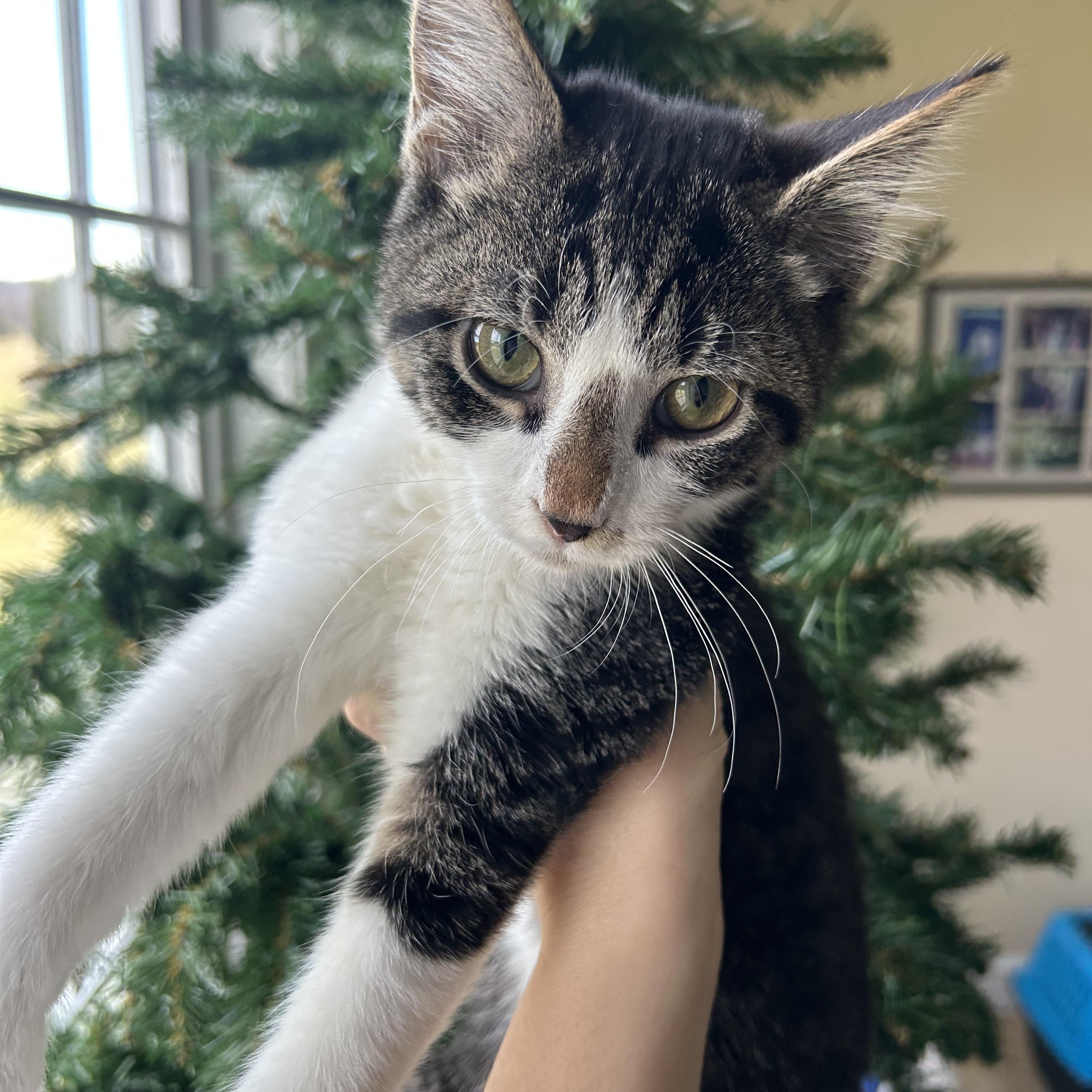 Tommy, an adopted Domestic Short Hair in Fort Oglethorpe, GA image 1/5