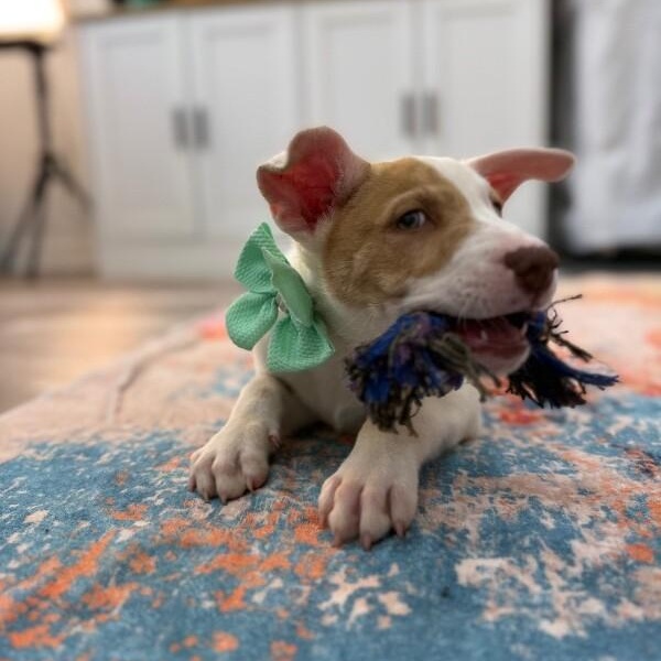 Barry White — thumbnail 2