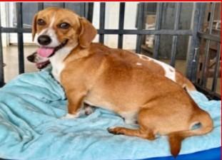 Denver BONDED w/Heidi, Adoptable, Young Male Dachshund.