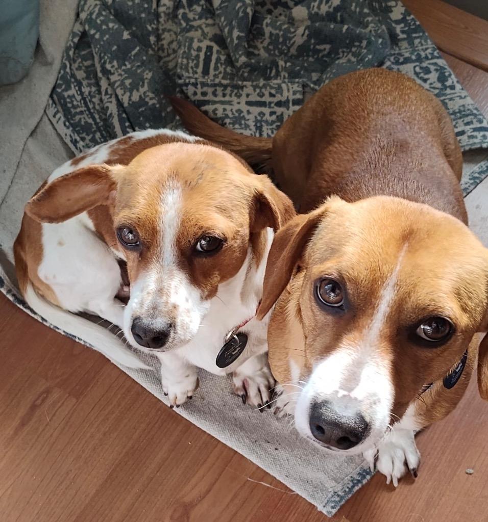 Enlarge Denver BONDED w/Heidi, a Adoptable Dachshund in West Bloomfield, MI image 2/5