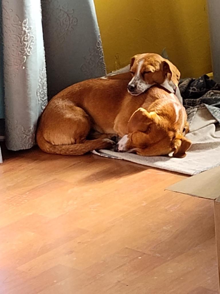 Enlarge Denver BONDED w/Heidi, a Adoptable Dachshund in West Bloomfield, MI image 3/5