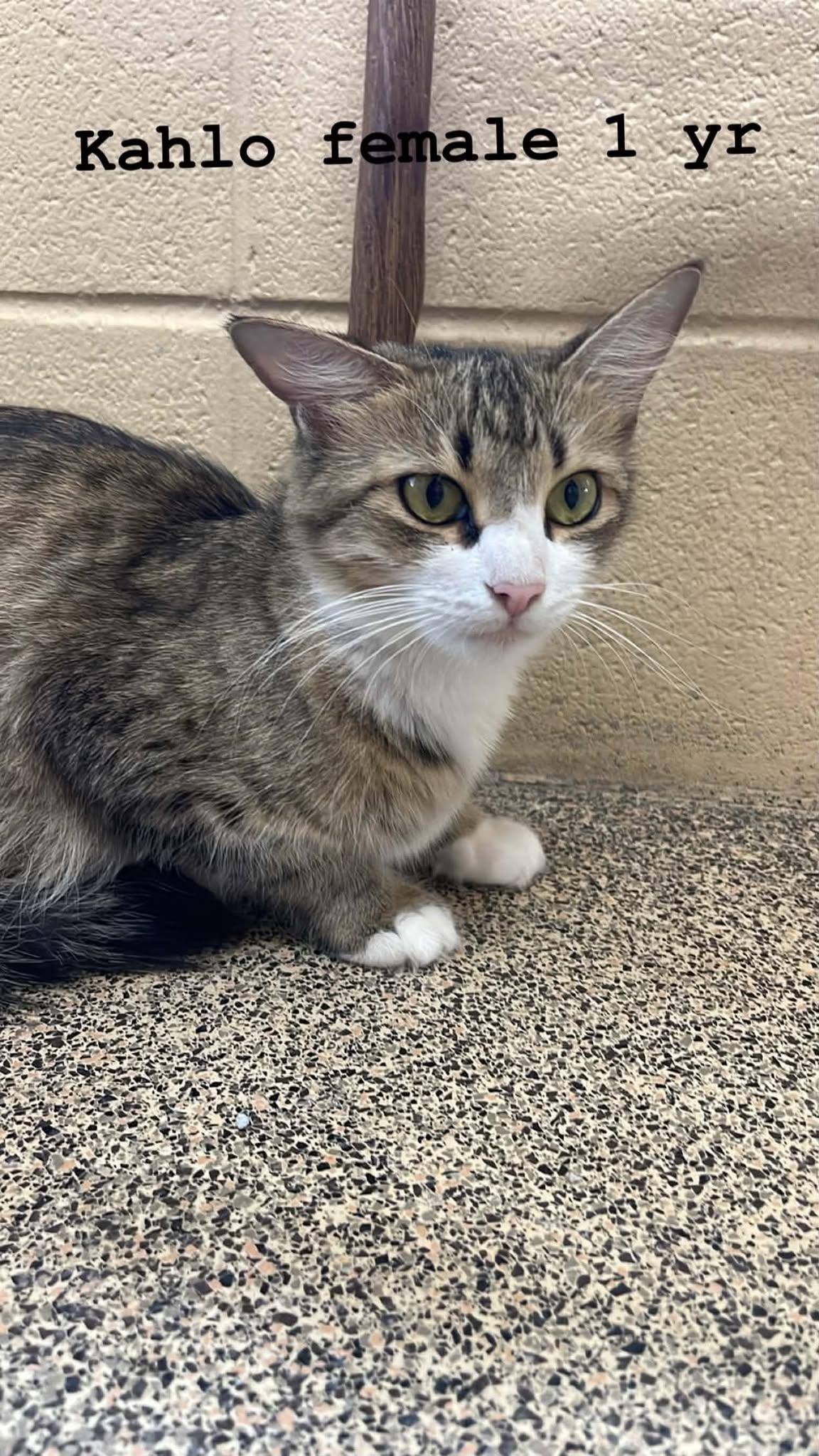 Kahlo, adoptable, Adult Female Domestic Short Hair.