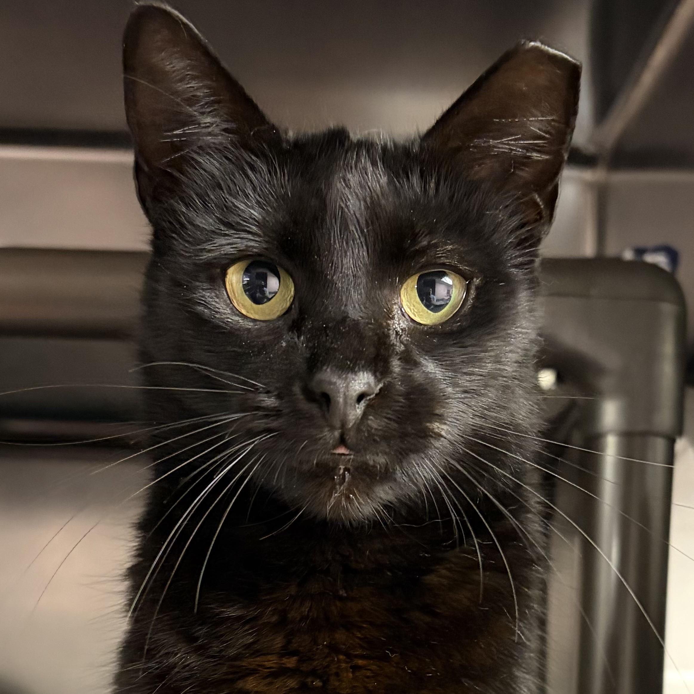 Enlarge Penelope, an adopted Domestic Short Hair in North Myrtle Beach, SC image 1/3