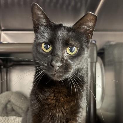 Enlarge Penelope, an adopted Domestic Short Hair in North Myrtle Beach, SC image 3/3