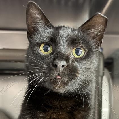 Enlarge Penelope, an adopted Domestic Short Hair in North Myrtle Beach, SC image 2/3