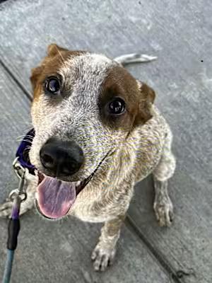 Ruben, Baby Male Australian Cattle Dog / Blue Heeler