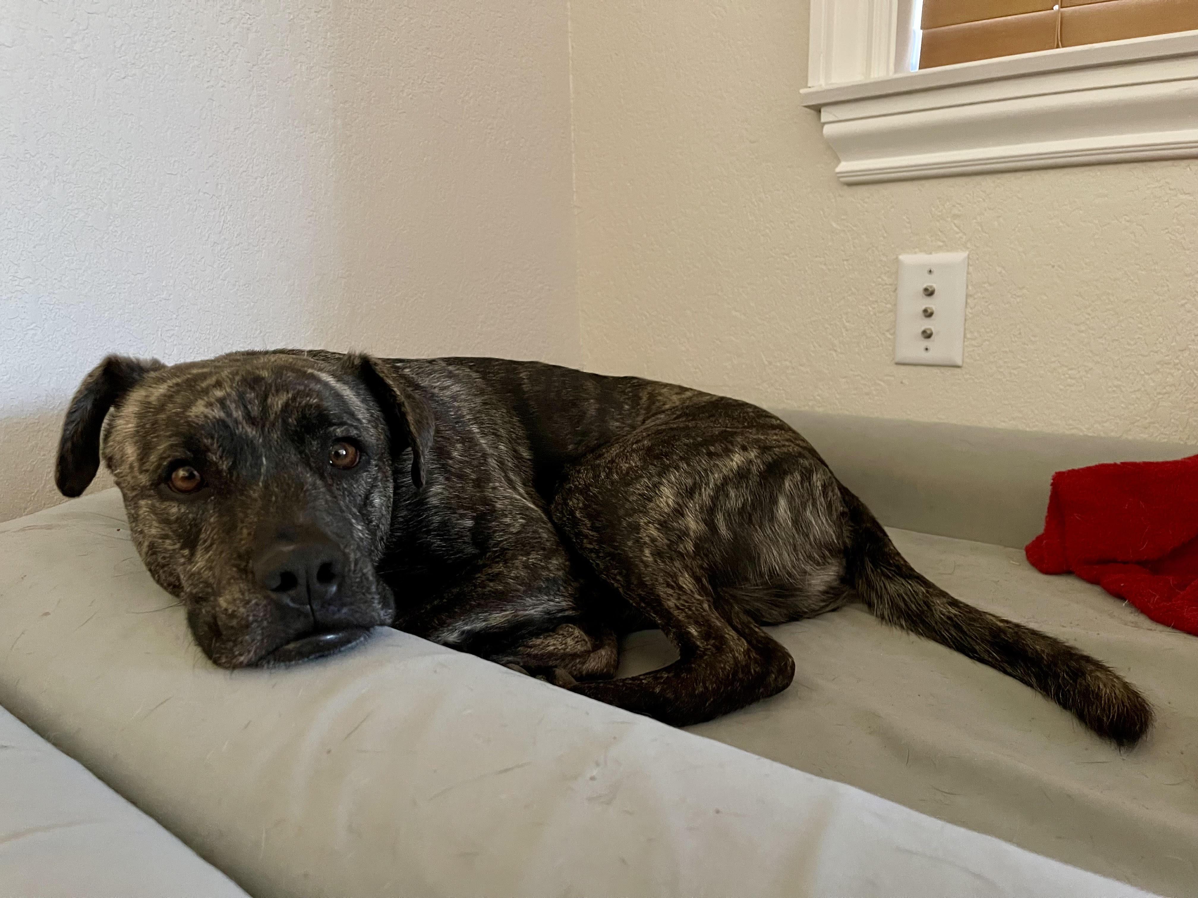 Rueben, a Adoptable Mixed Breed in Las Vegas, NV image 2/3