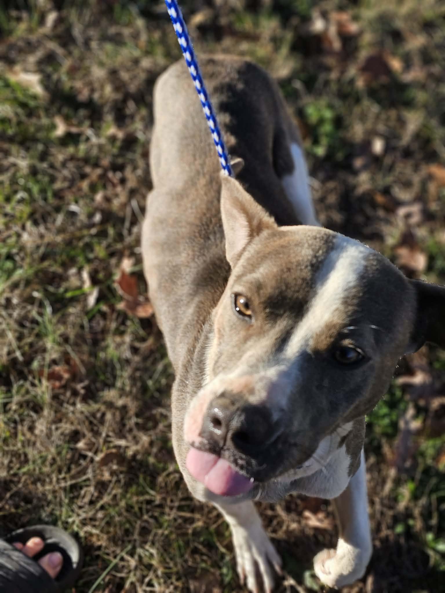 Enlarge Grace Lynn, a ADOPTABLE Bulldog in Fort Payne, AL image 3/6