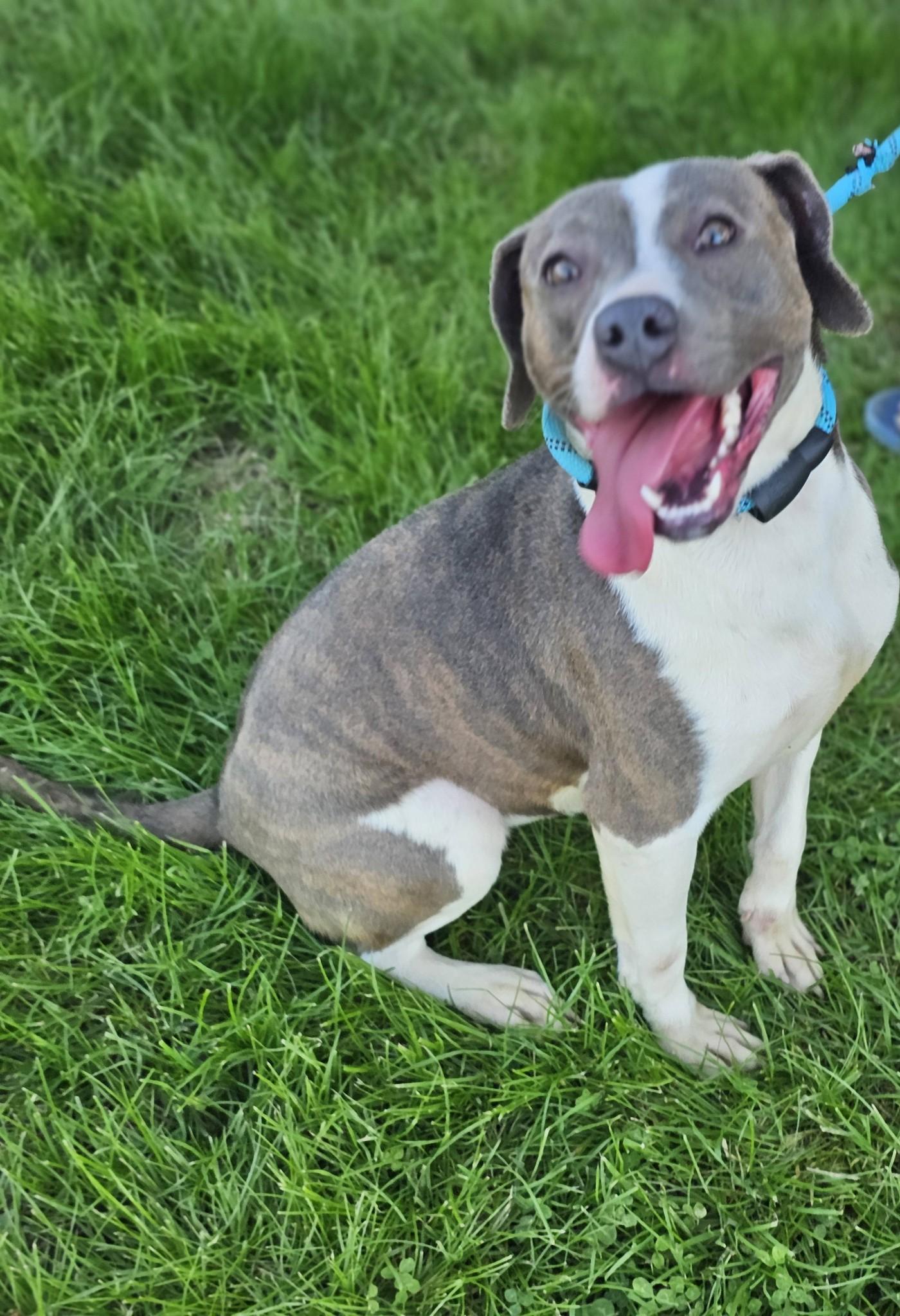 Grace Lynn, ADOPTABLE, Adult Female Bulldog.