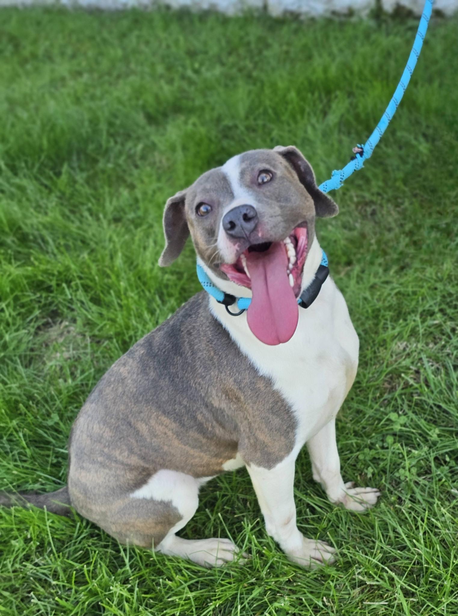 Enlarge Grace Lynn, a ADOPTABLE Bulldog in Fort Payne, AL image 3/6