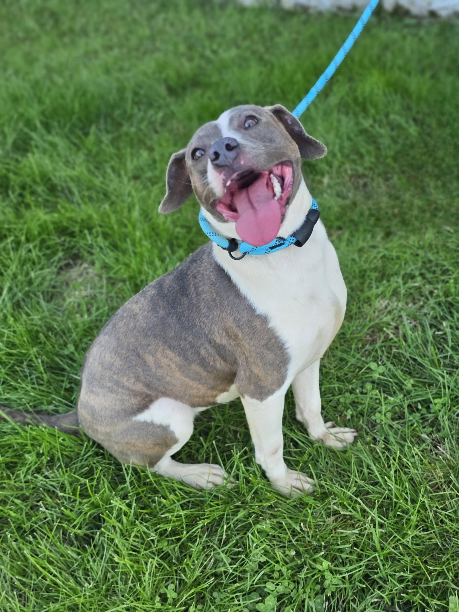 Enlarge Grace Lynn, a ADOPTABLE Bulldog in Fort Payne, AL image 5/6