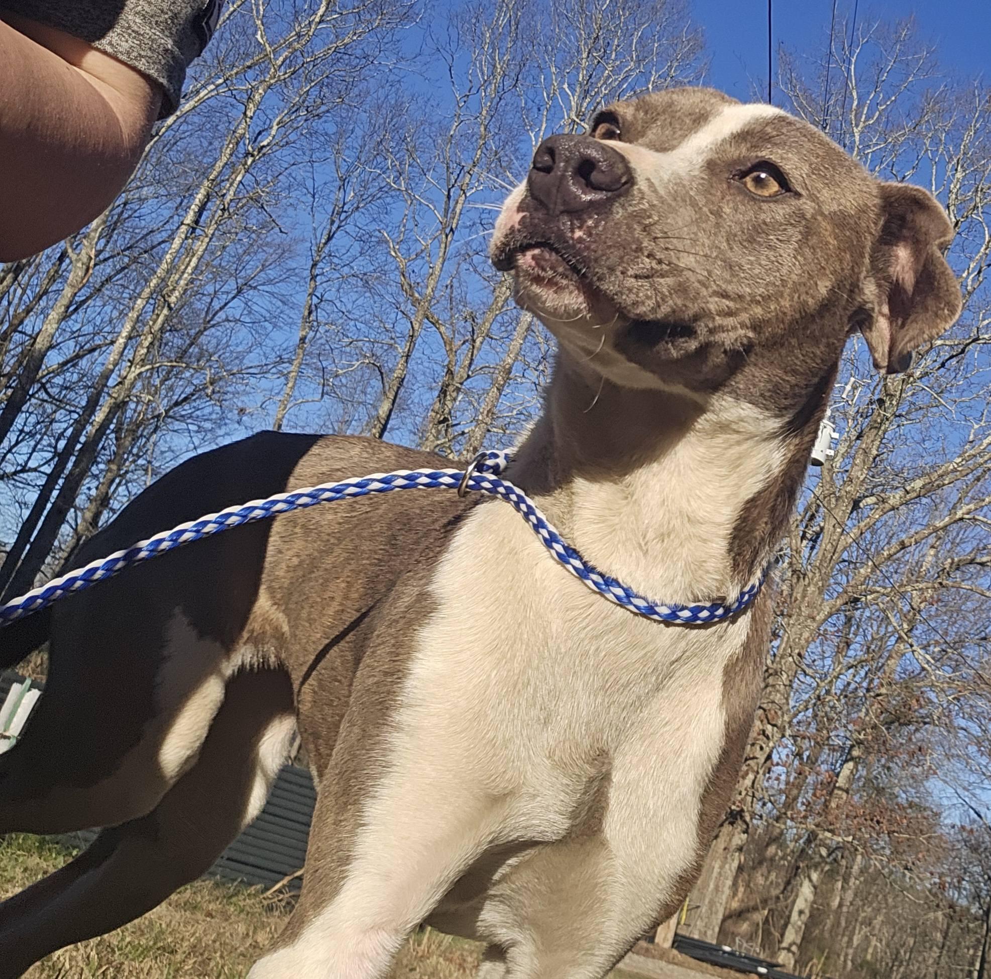 Enlarge Grace Lynn, a ADOPTABLE Bulldog in Fort Payne, AL image 4/6