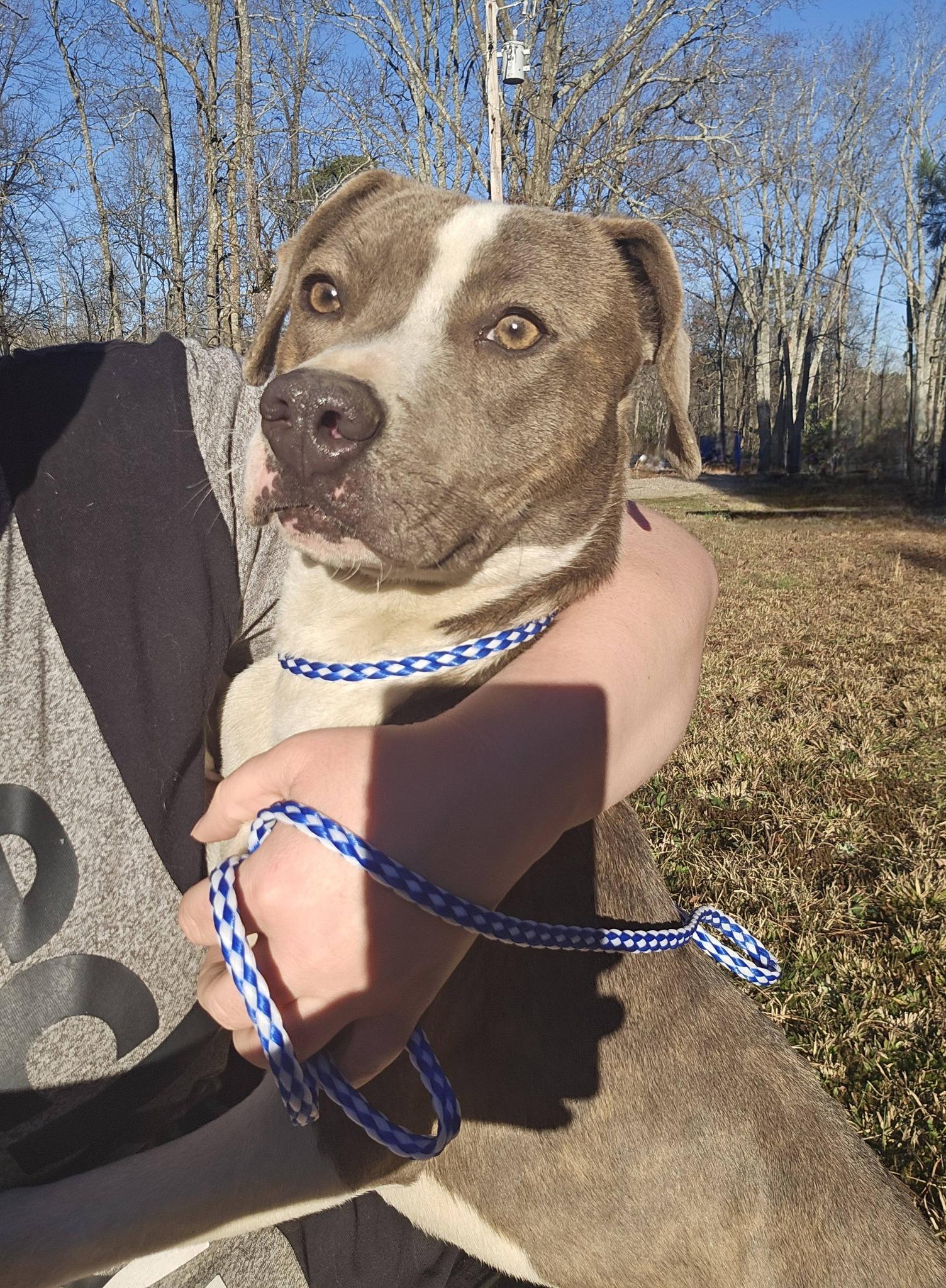 Enlarge Grace Lynn, a ADOPTABLE Bulldog in Fort Payne, AL image 6/6