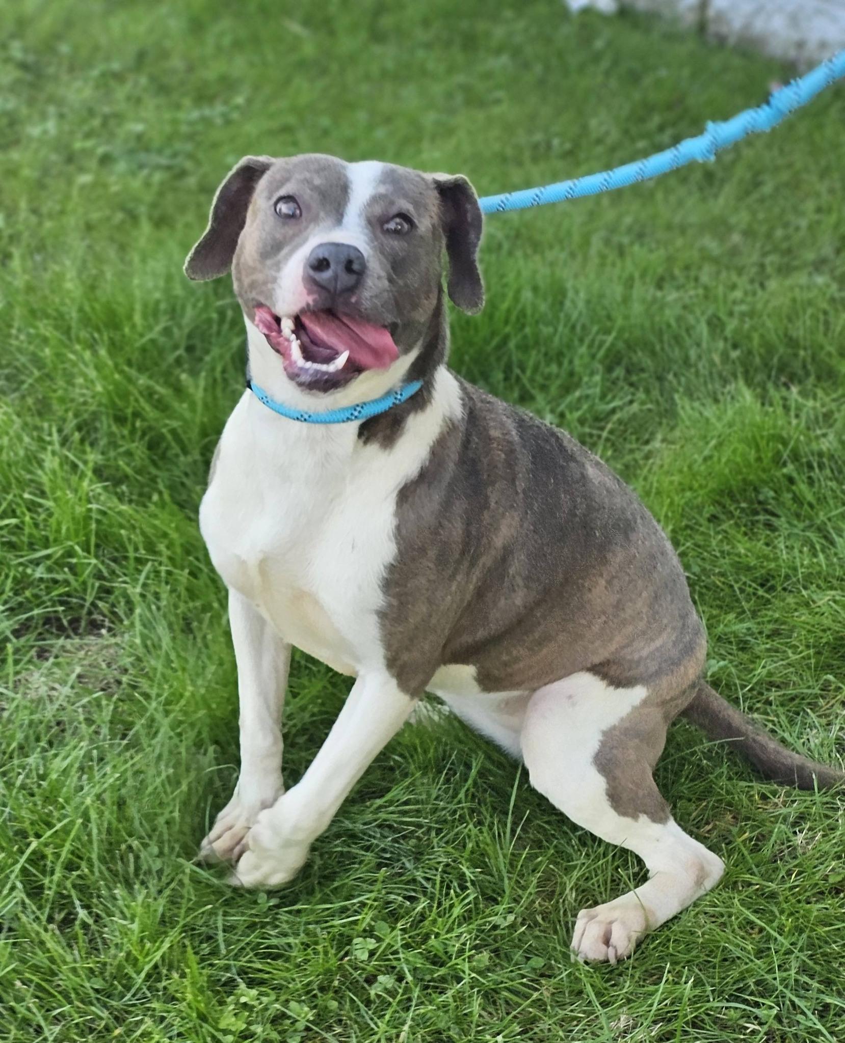Enlarge Grace Lynn, a ADOPTABLE Bulldog in Fort Payne, AL image 4/6