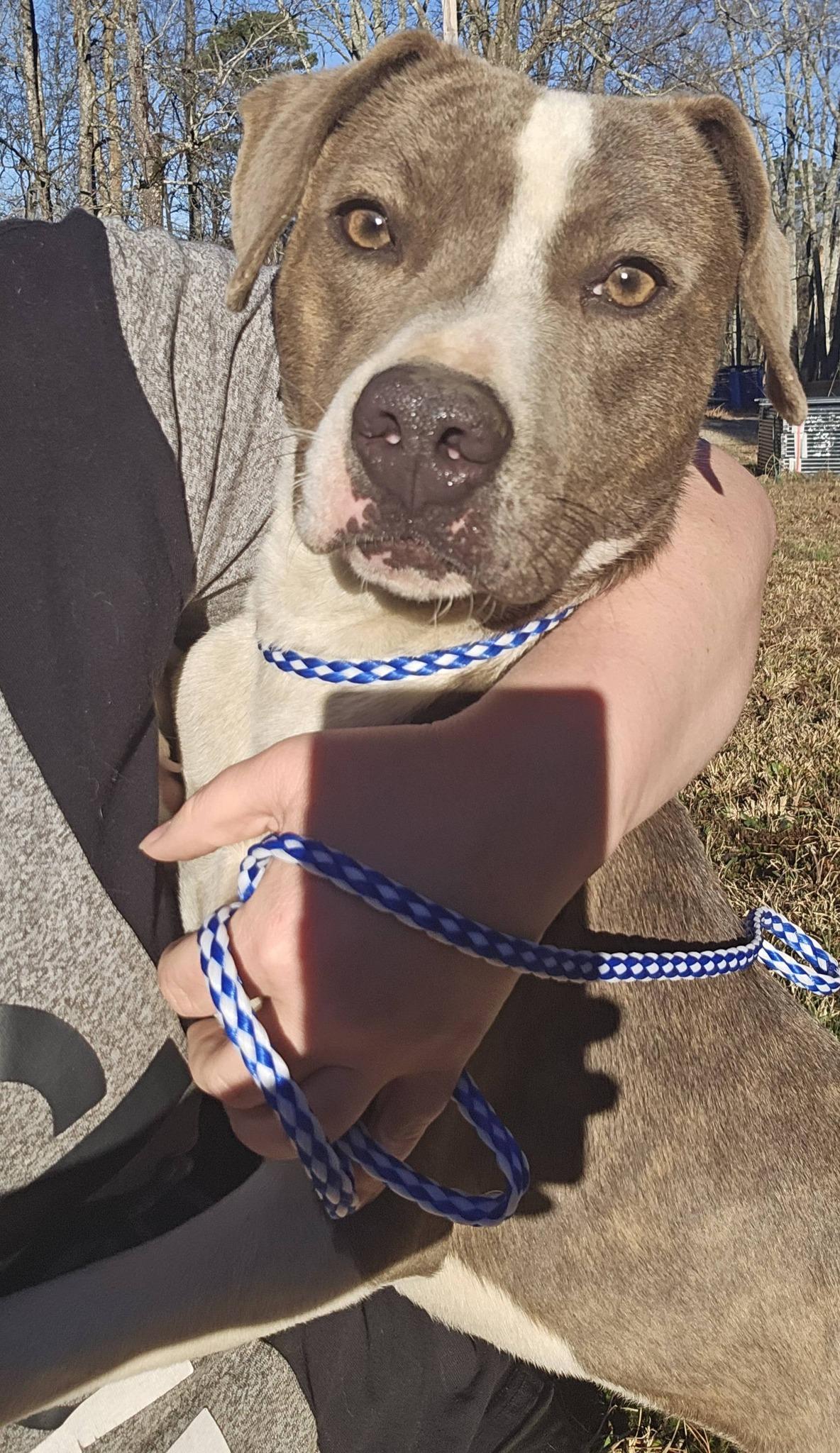 Grace Lynn, ADOPTABLE, Adult Female Bulldog.