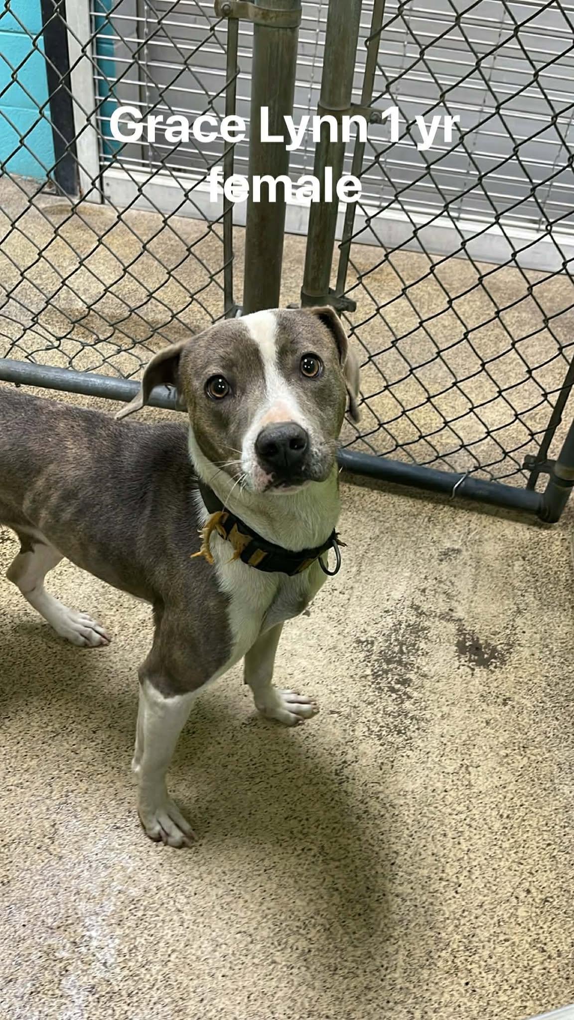 Enlarge Grace Lynn, a ADOPTABLE Bulldog in Fort Payne, AL image 2/6