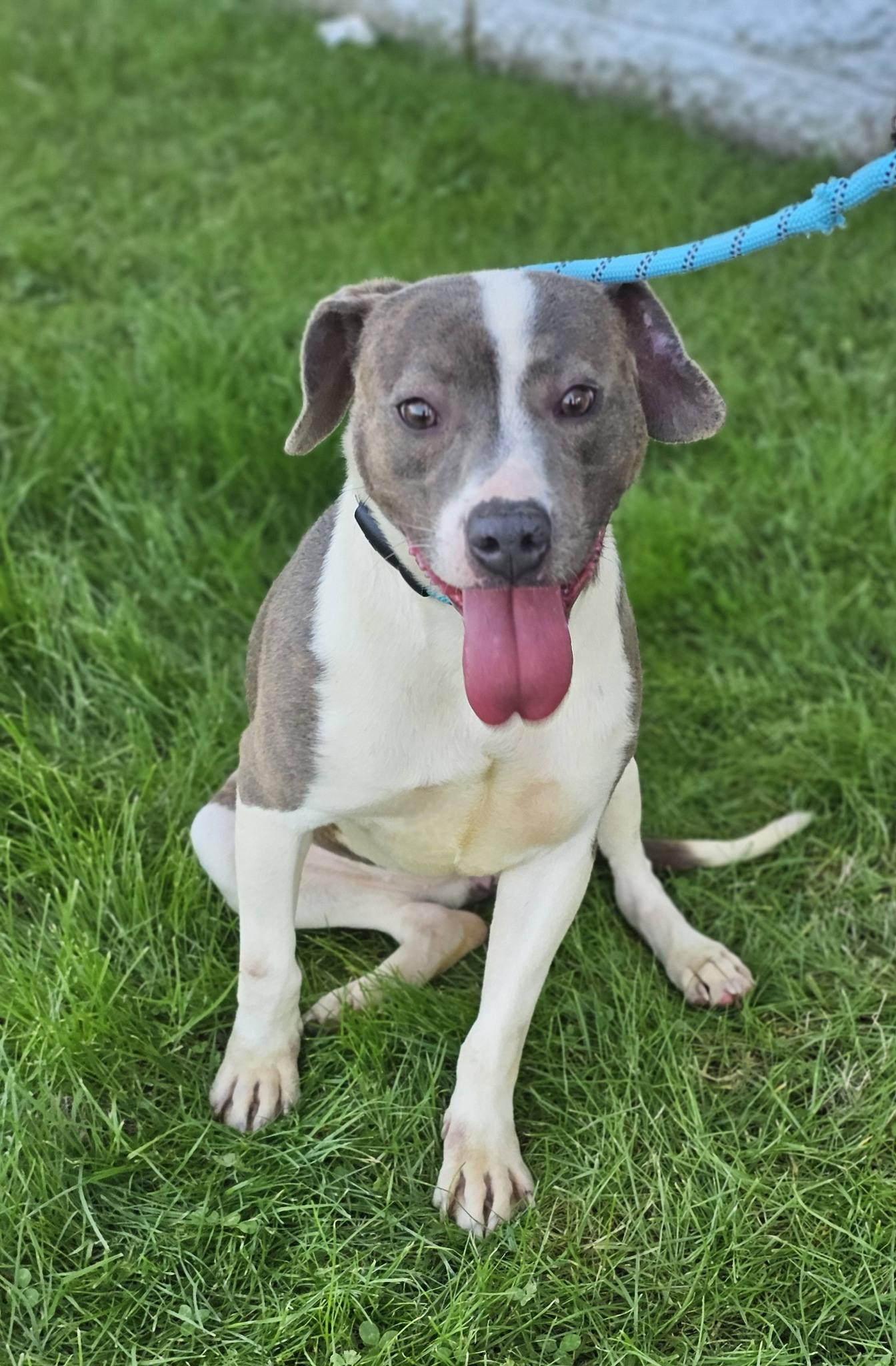 Enlarge Grace Lynn, a ADOPTABLE Bulldog in Fort Payne, AL image 2/6