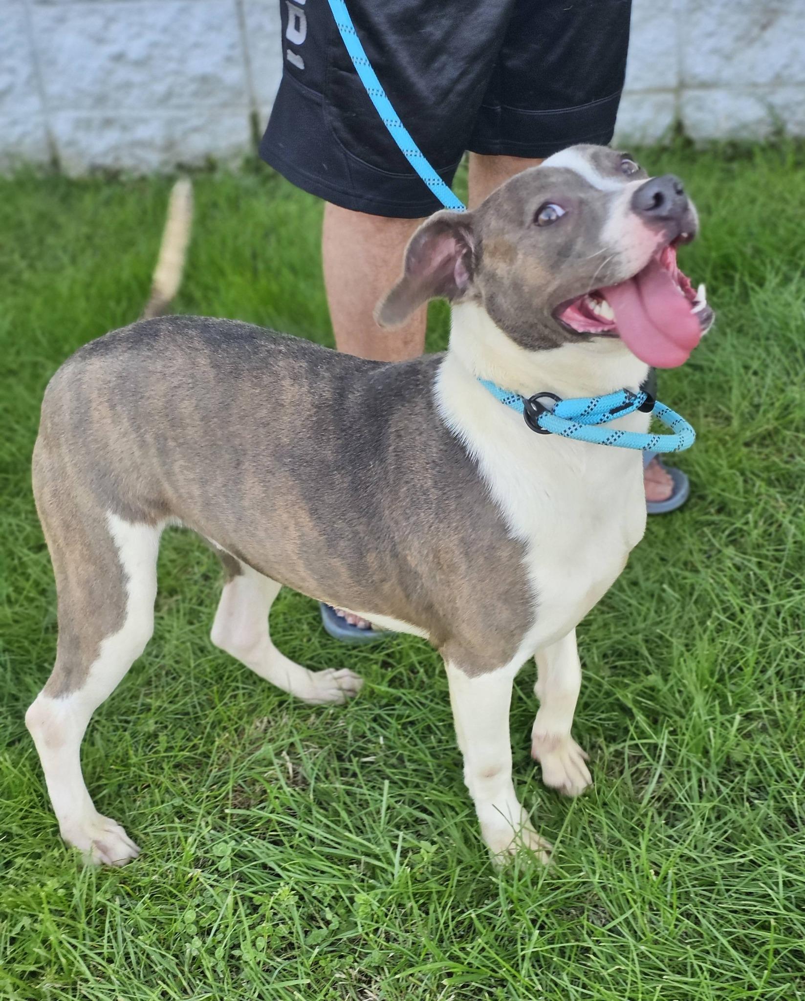 Enlarge Grace Lynn, a ADOPTABLE Bulldog in Fort Payne, AL image 6/6