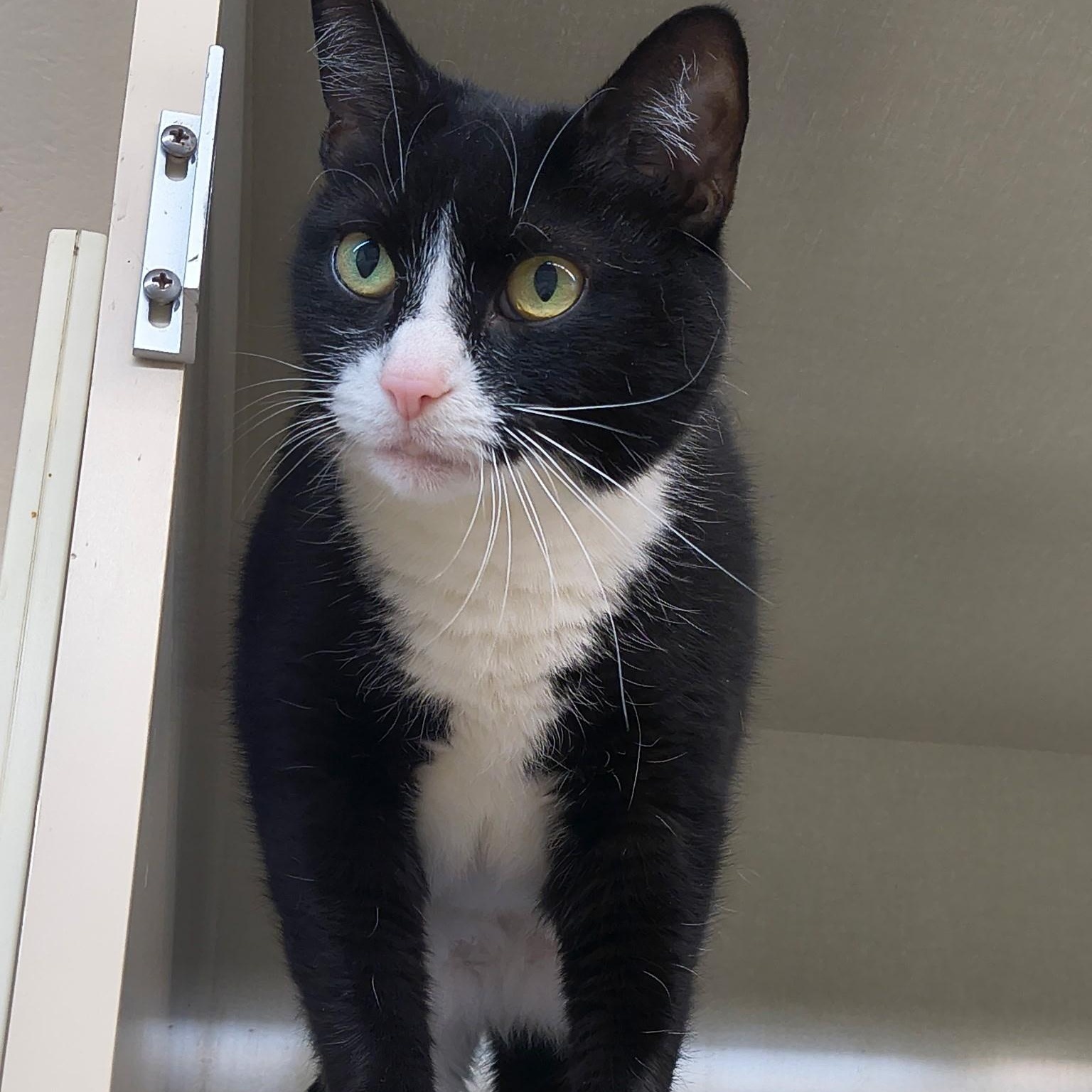 Midnight, ADOPTABLE, Adult Female Domestic Short Hair.