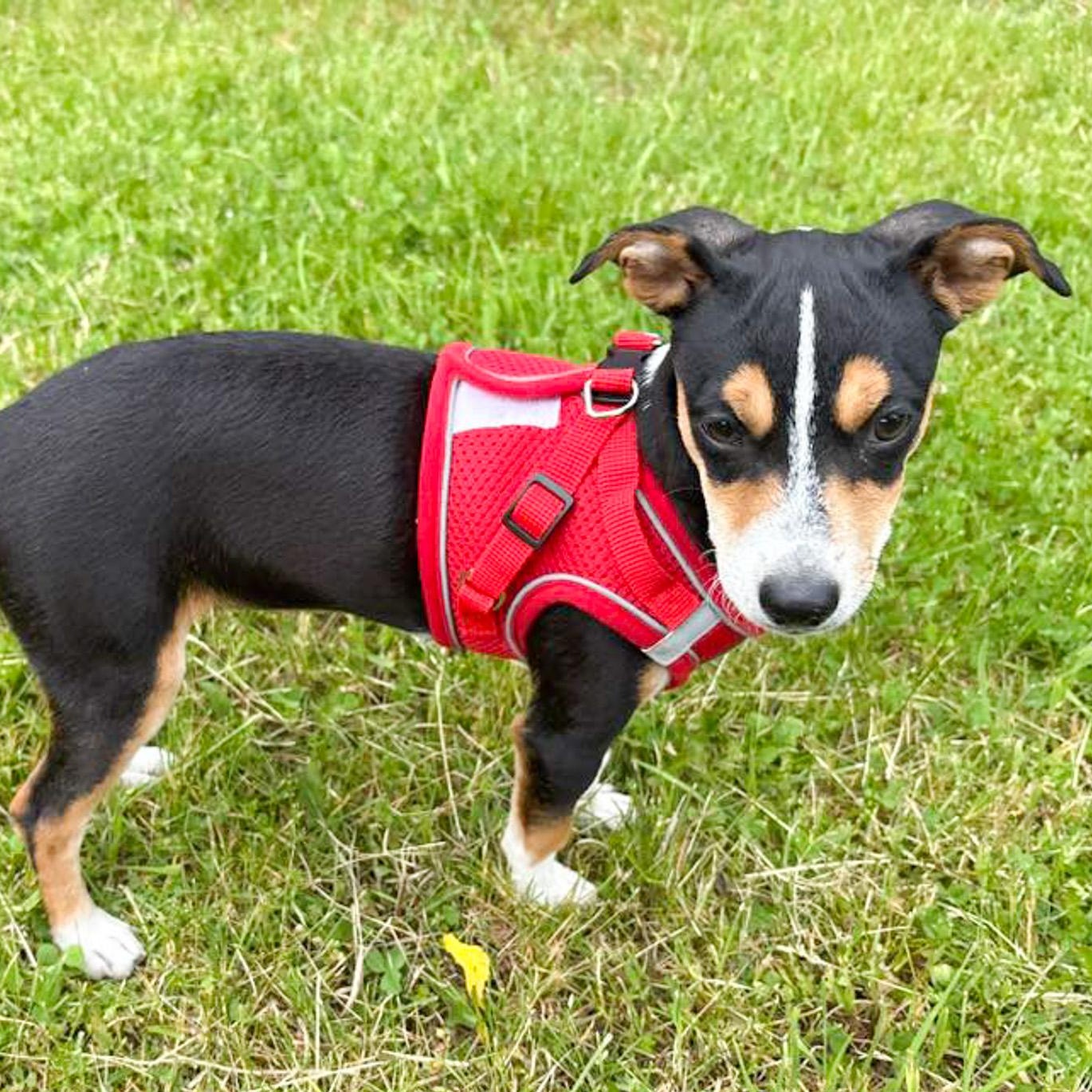 Zoey, adopted, Puppy Female Chihuahua & Terrier.