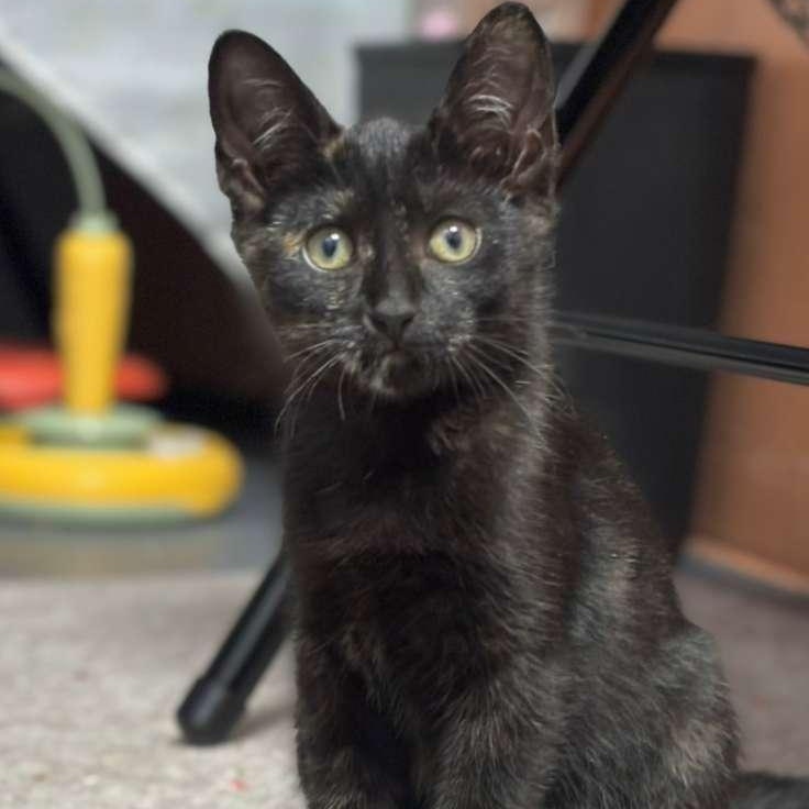 Apple, Adoptable, Kitten Female Tortoiseshell.