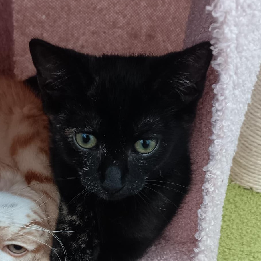 Enlarge Apple, a Adoptable Tortoiseshell in Astoria, NY image 3/5