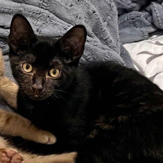 Enlarge Apple, a Adoptable Tortoiseshell in Astoria, NY image 4/5