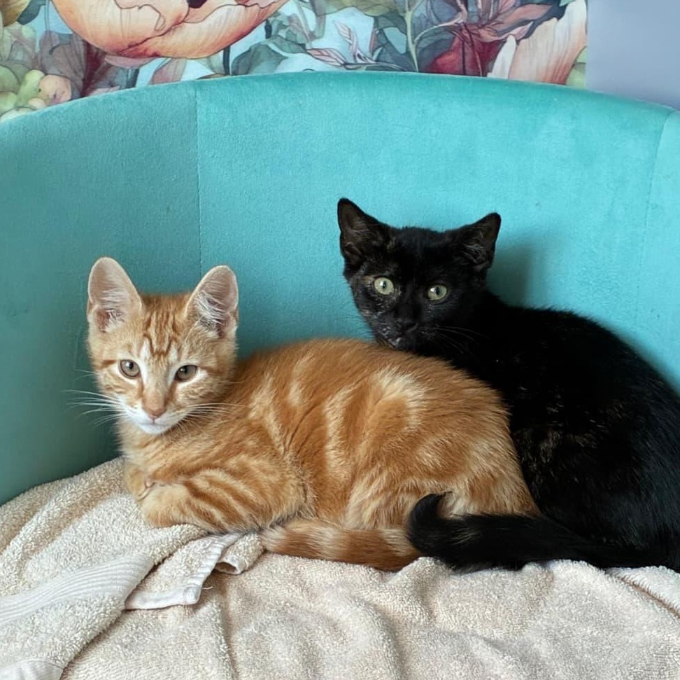 Enlarge Apple, a Adoptable Tortoiseshell in Astoria, NY image 5/5