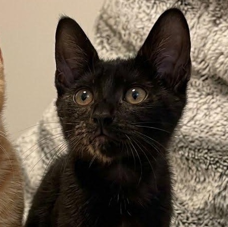 Enlarge Apple, a Adoptable Tortoiseshell in Astoria, NY image 2/5