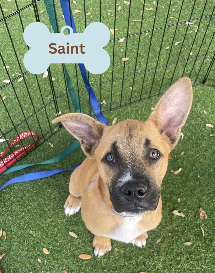 Saint, Baby Male unknown