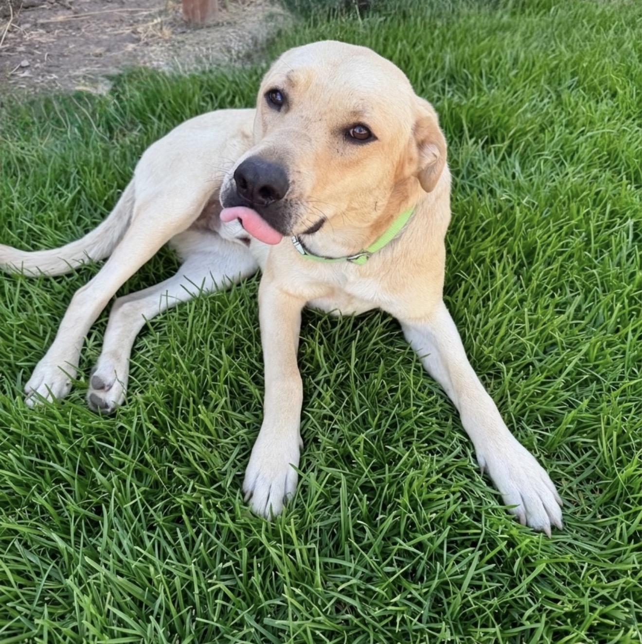 Golden Boy, ADOPTABLE, Adult Male Yellow Labrador Retriever.