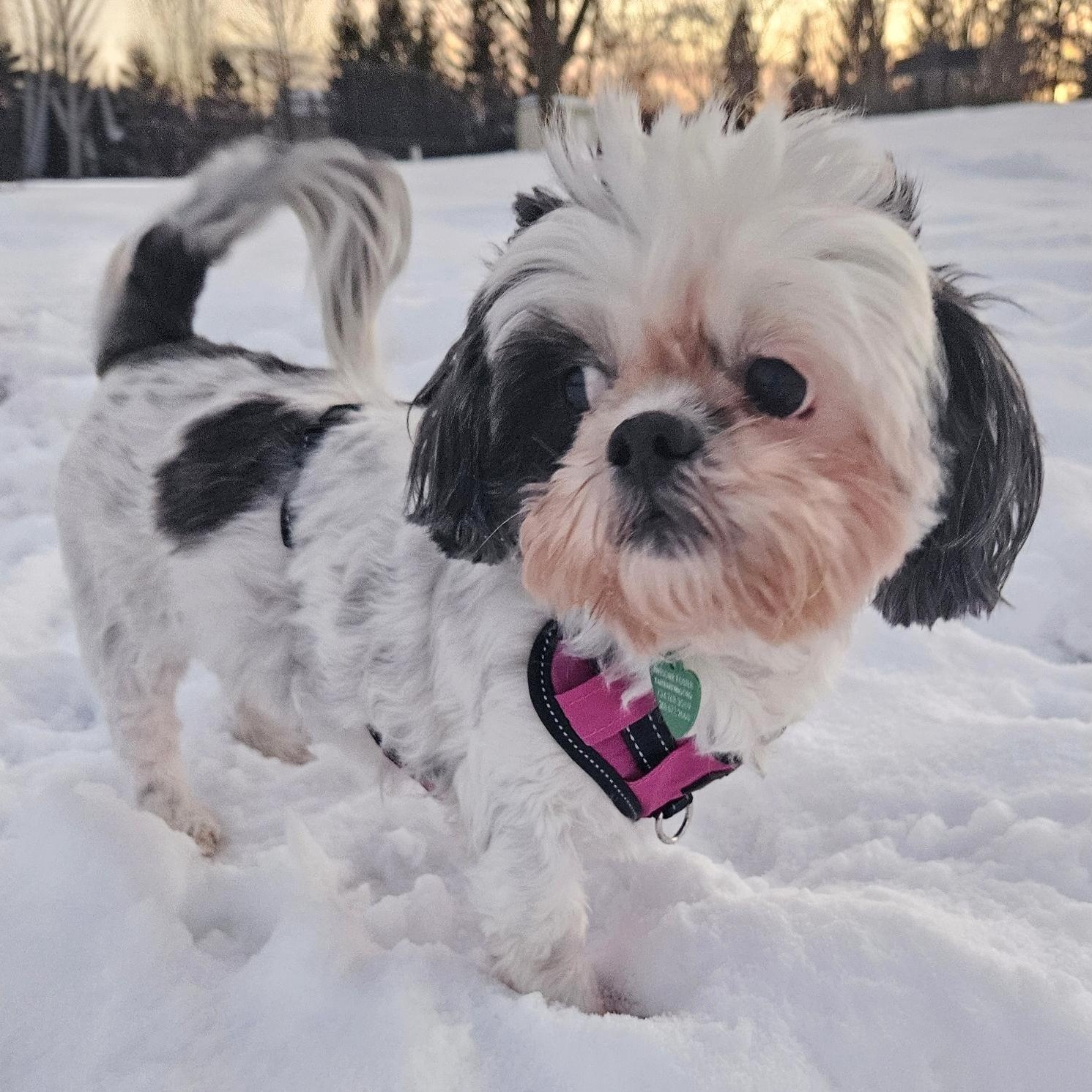 Enlarge Bonnie, a Adoptable mixed breed in Livonia, MI image 1/3