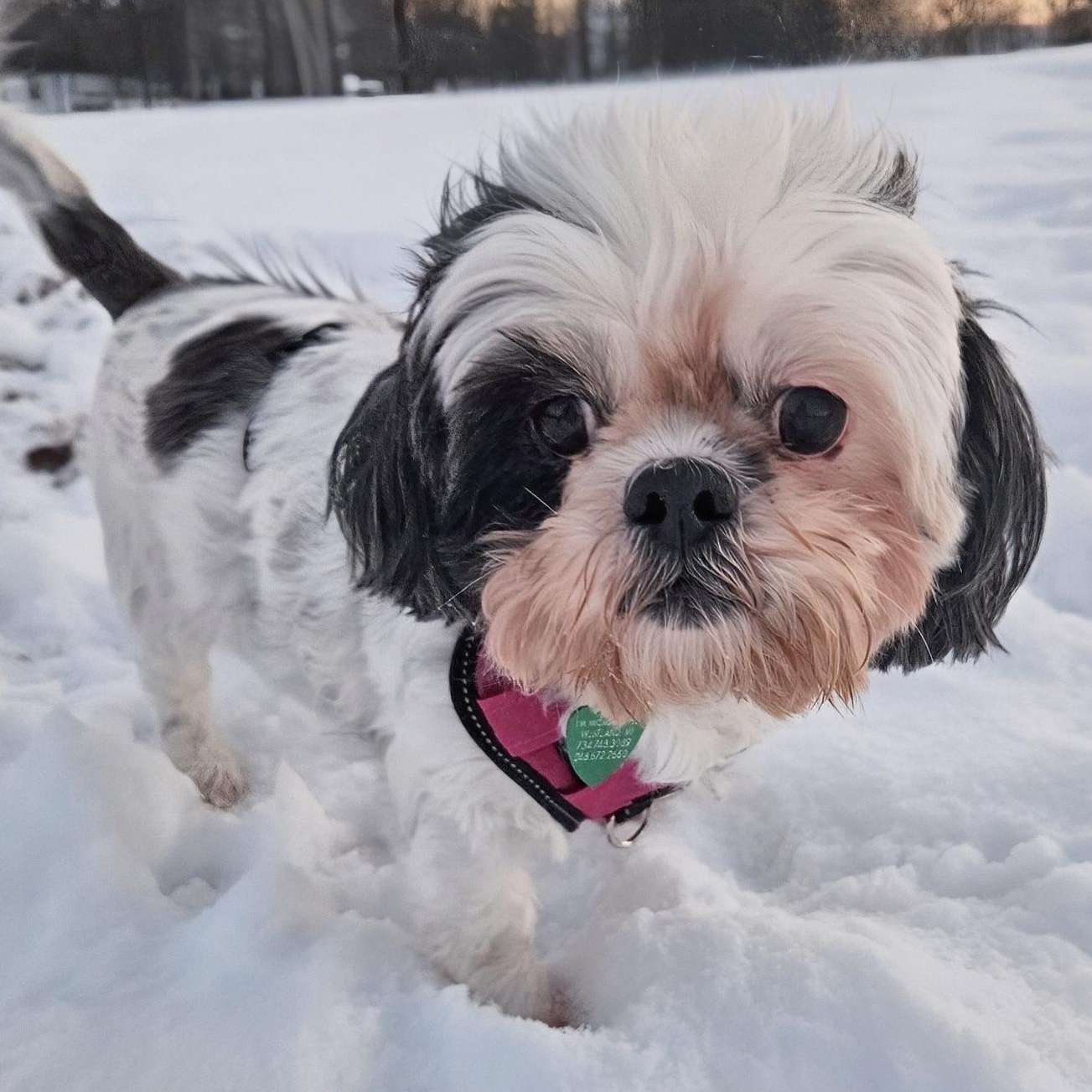 Enlarge Bonnie, a Adoptable mixed breed in Livonia, MI image 2/3